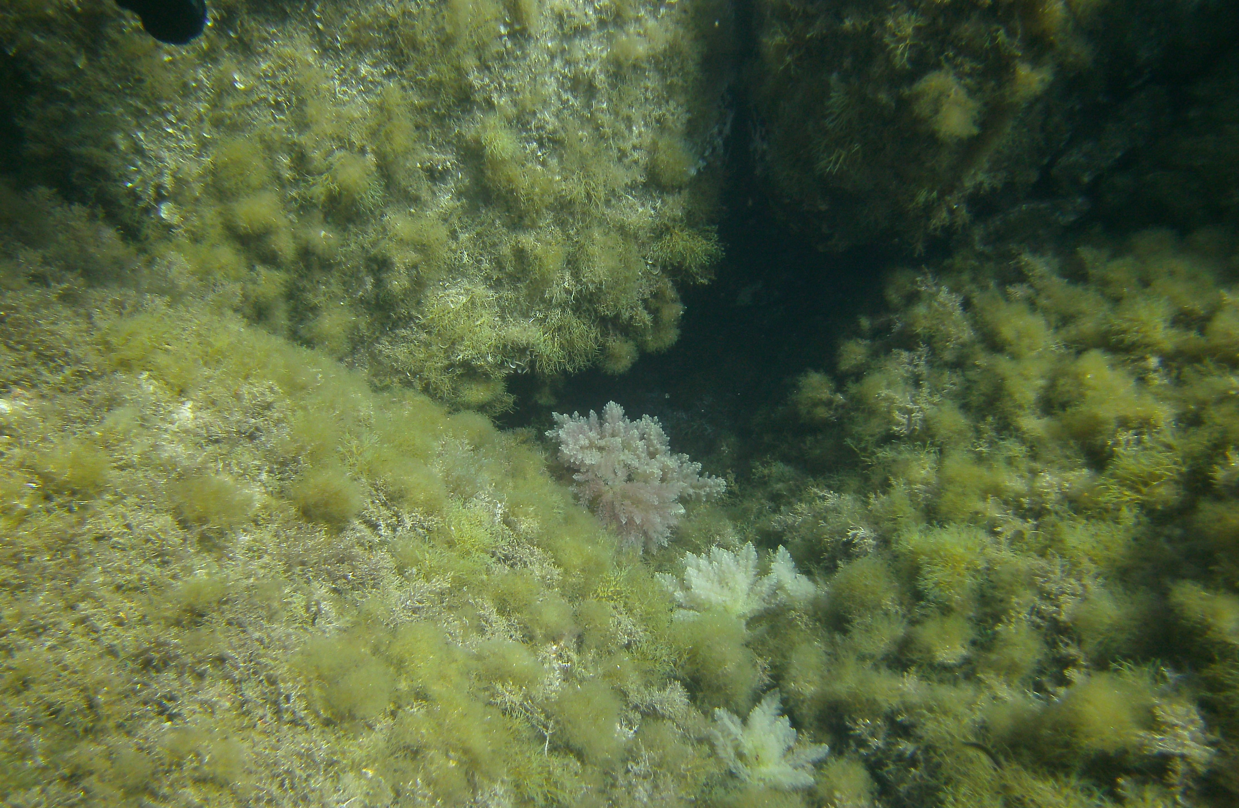Asparagopsis taxiformis