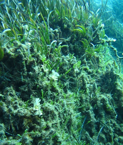 Caulerpa cylindracea su matte