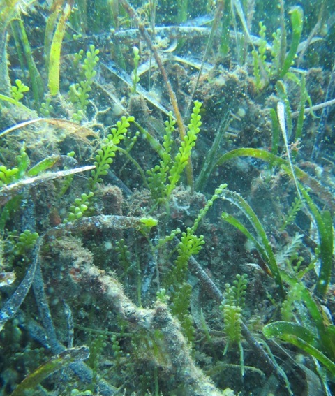 Caulerpa cylindracea