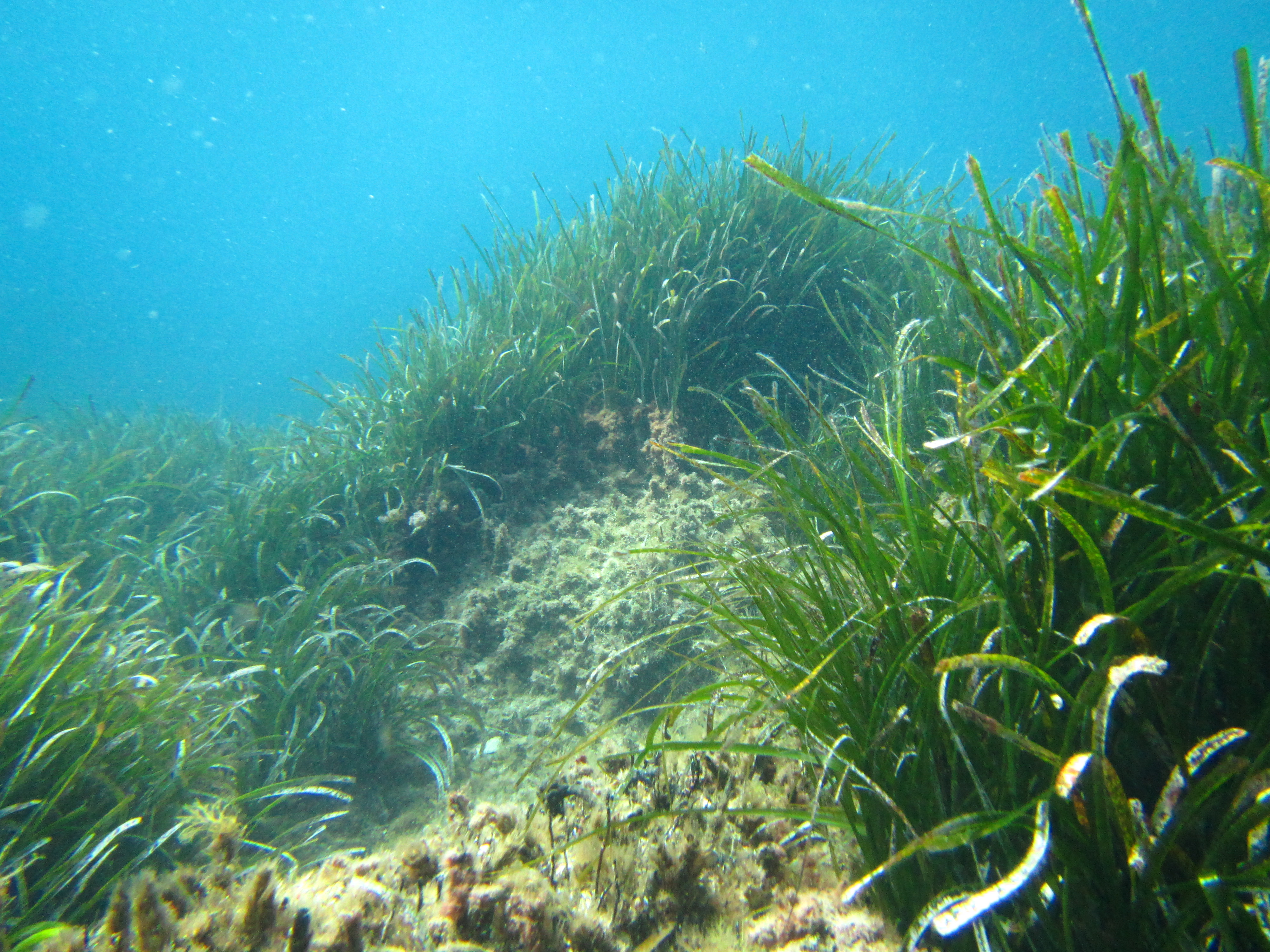 Posidonia oceanica