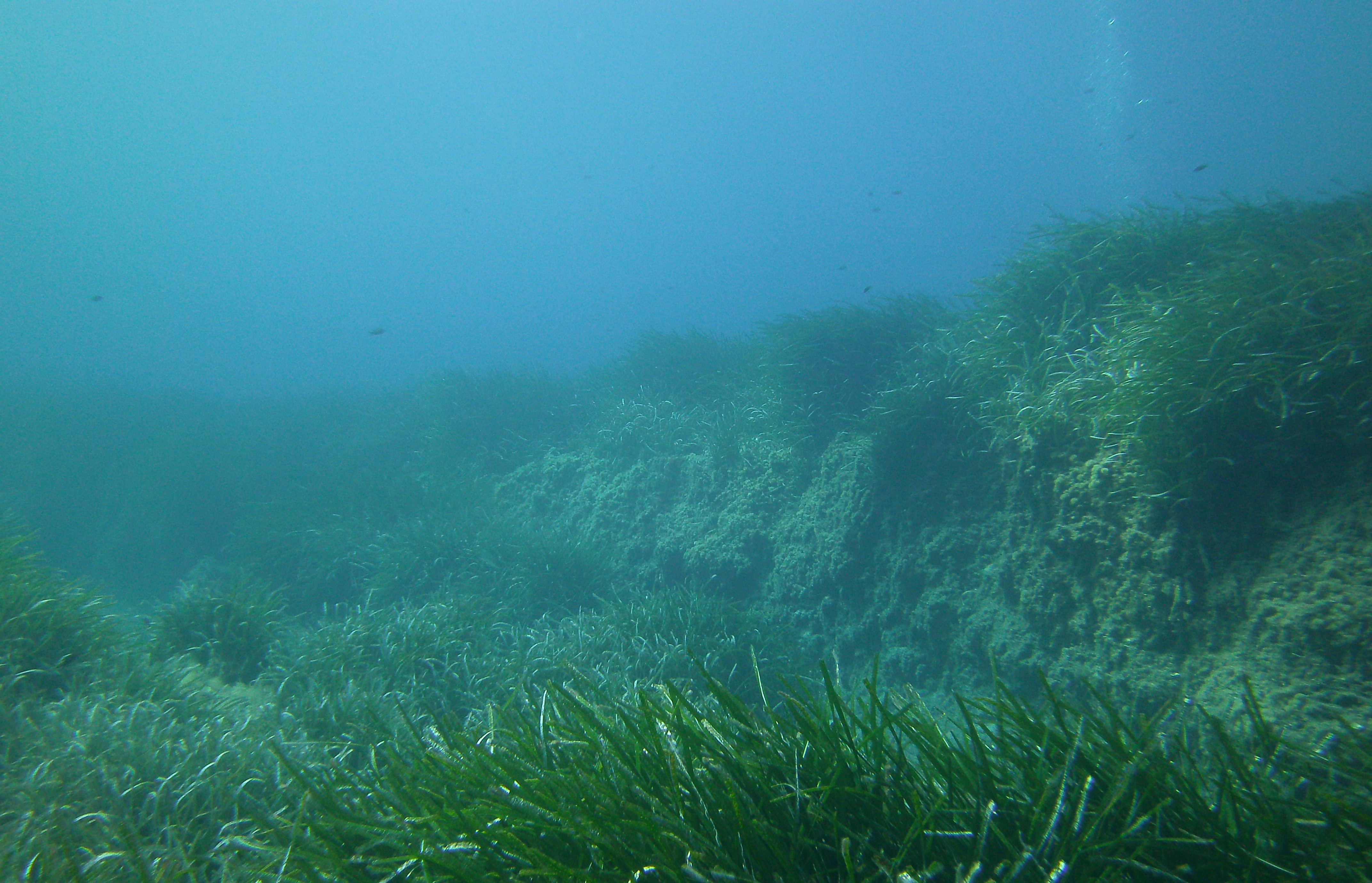 Posidonia oceanica su matte