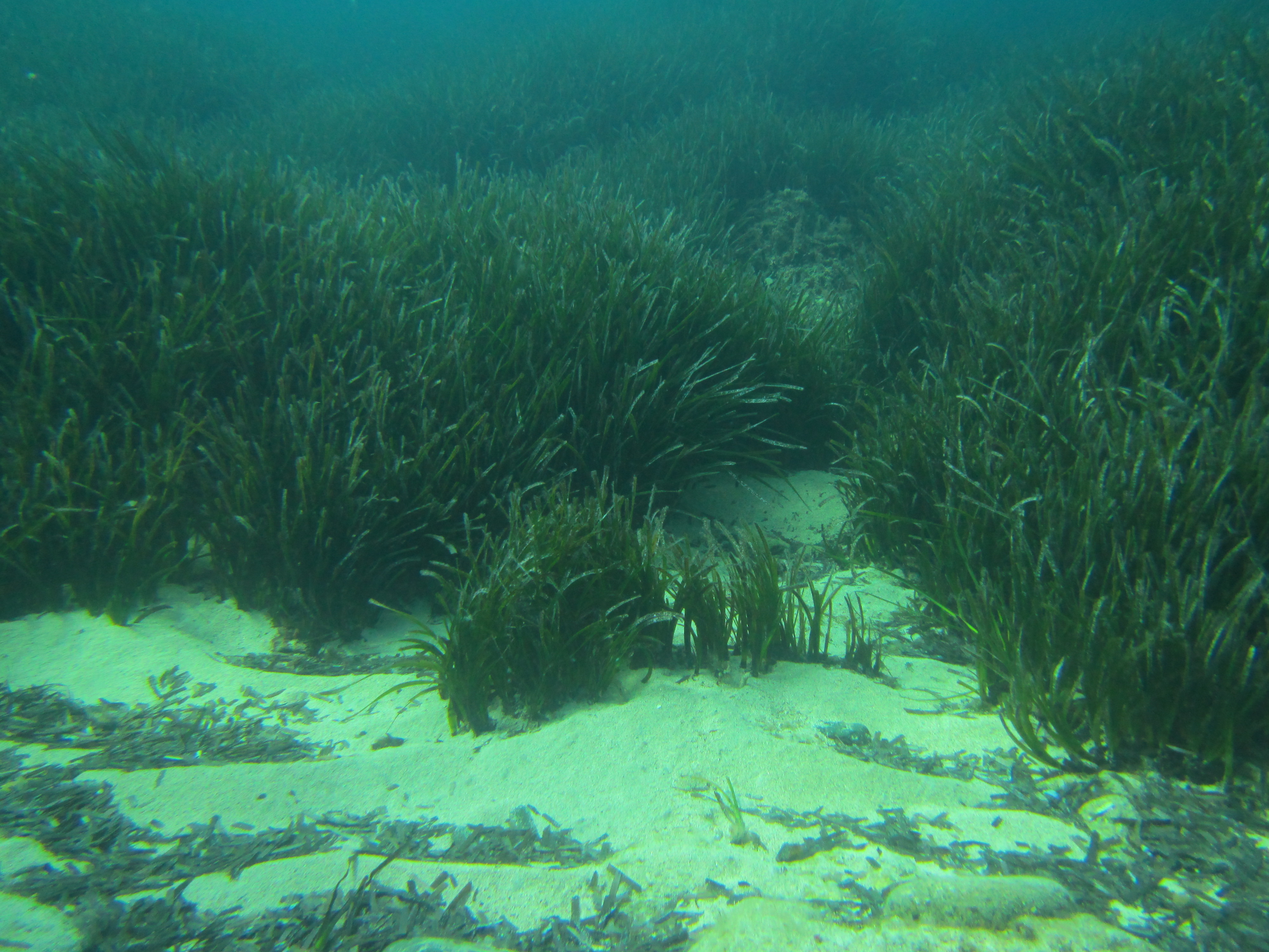 Posidonia oceanica su sabbia