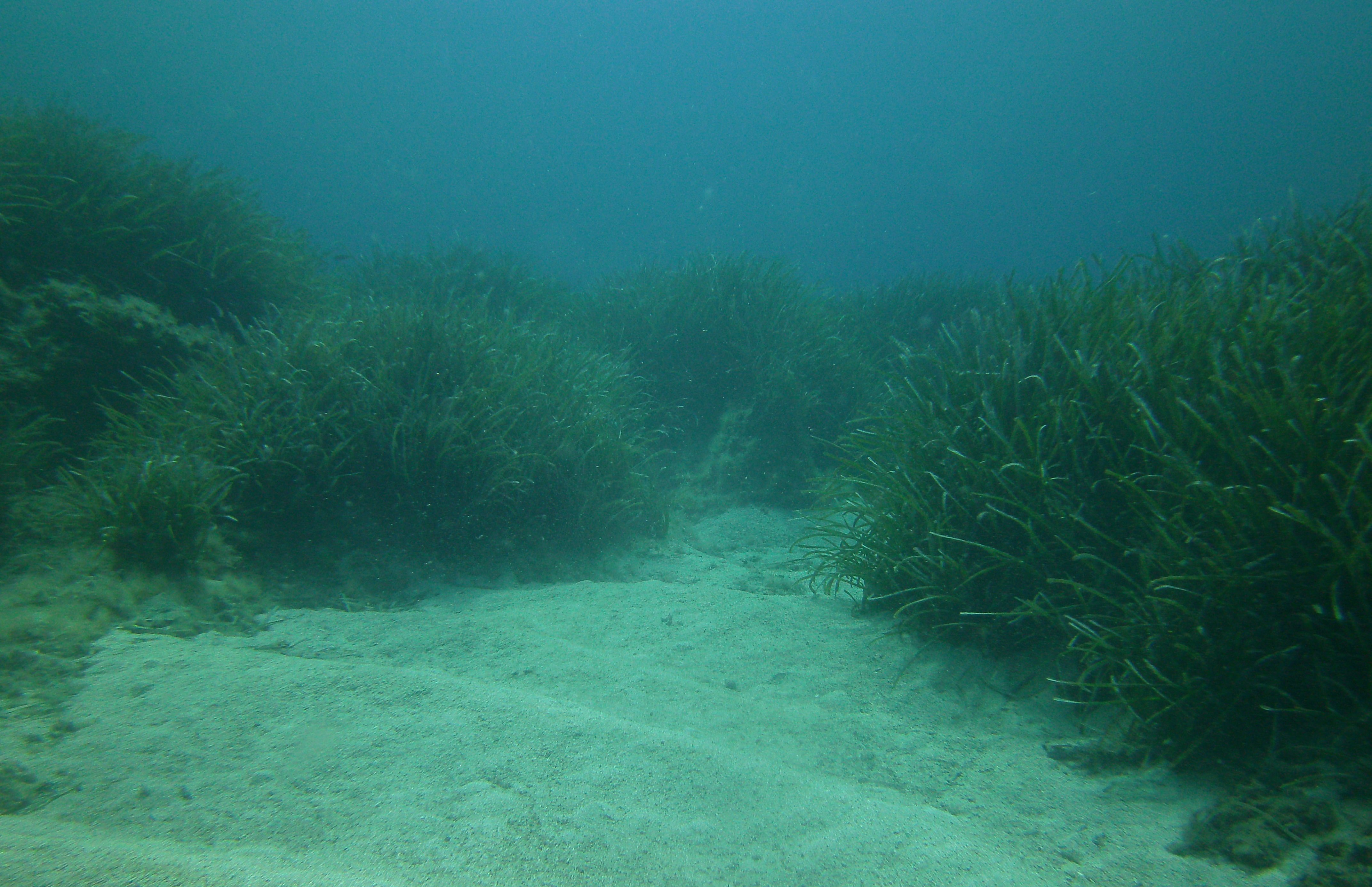 Posidonia oceanica su sabbia