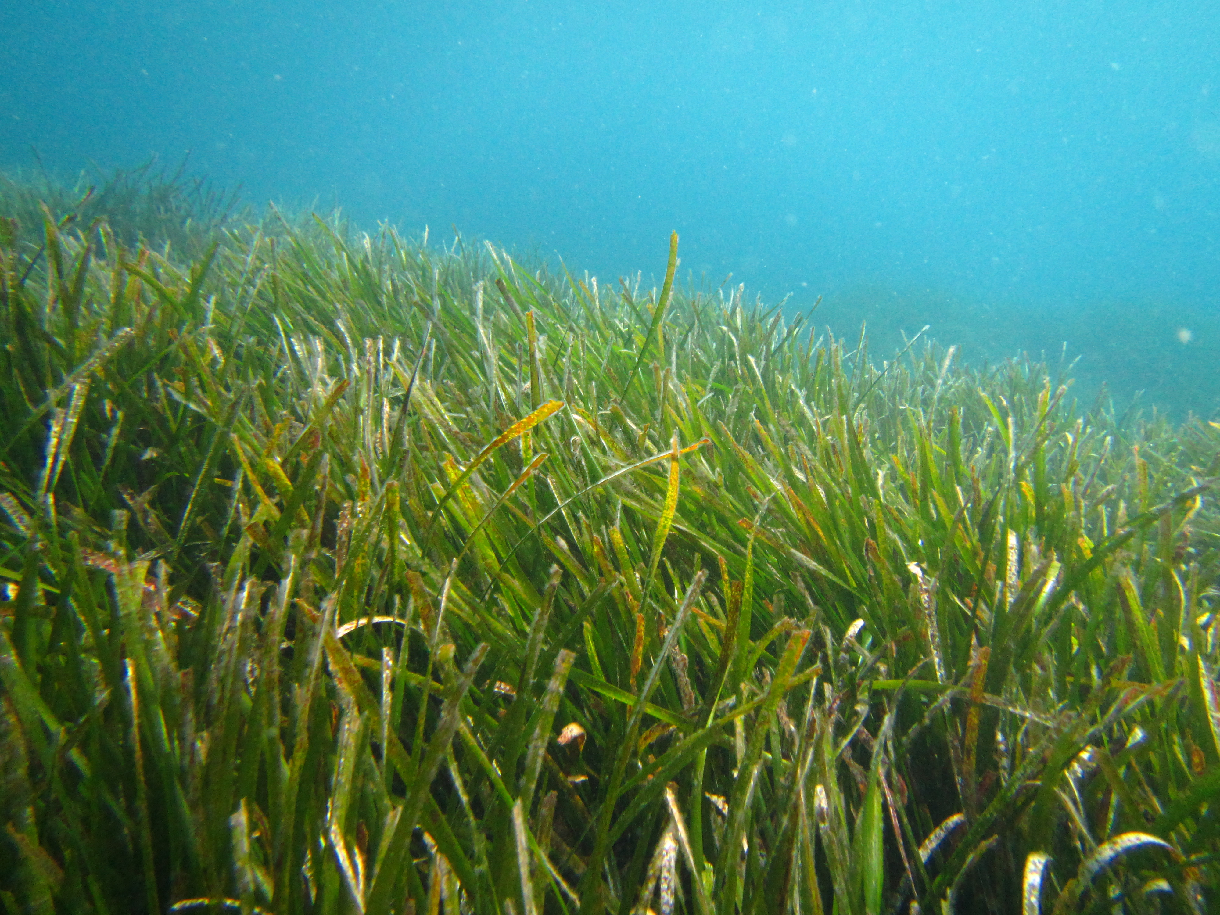 Posidonia oceanica