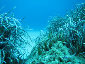 Prateria di Posidonia (habitat 1120) 2
