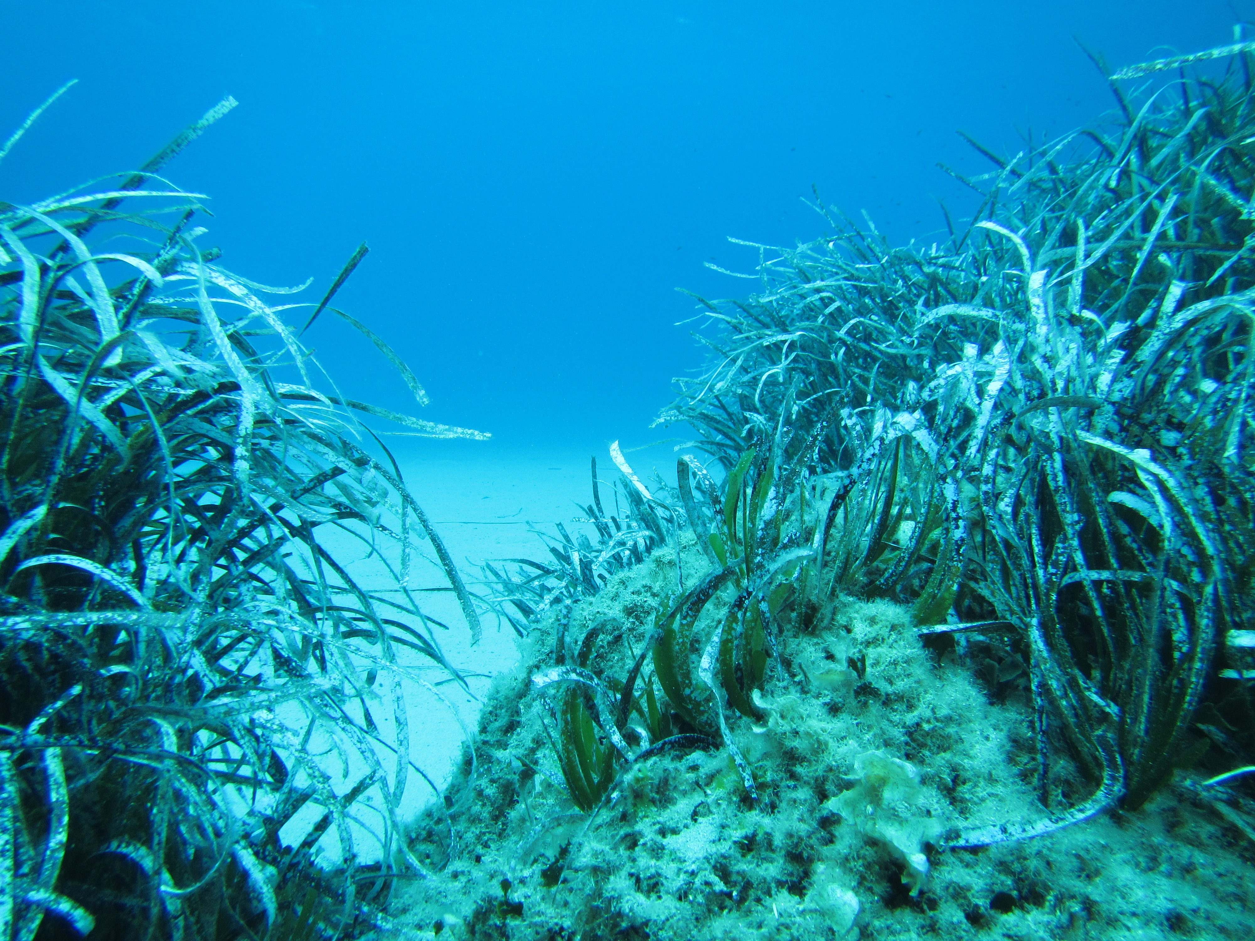 Prateria di Posidonia (habitat 1120)