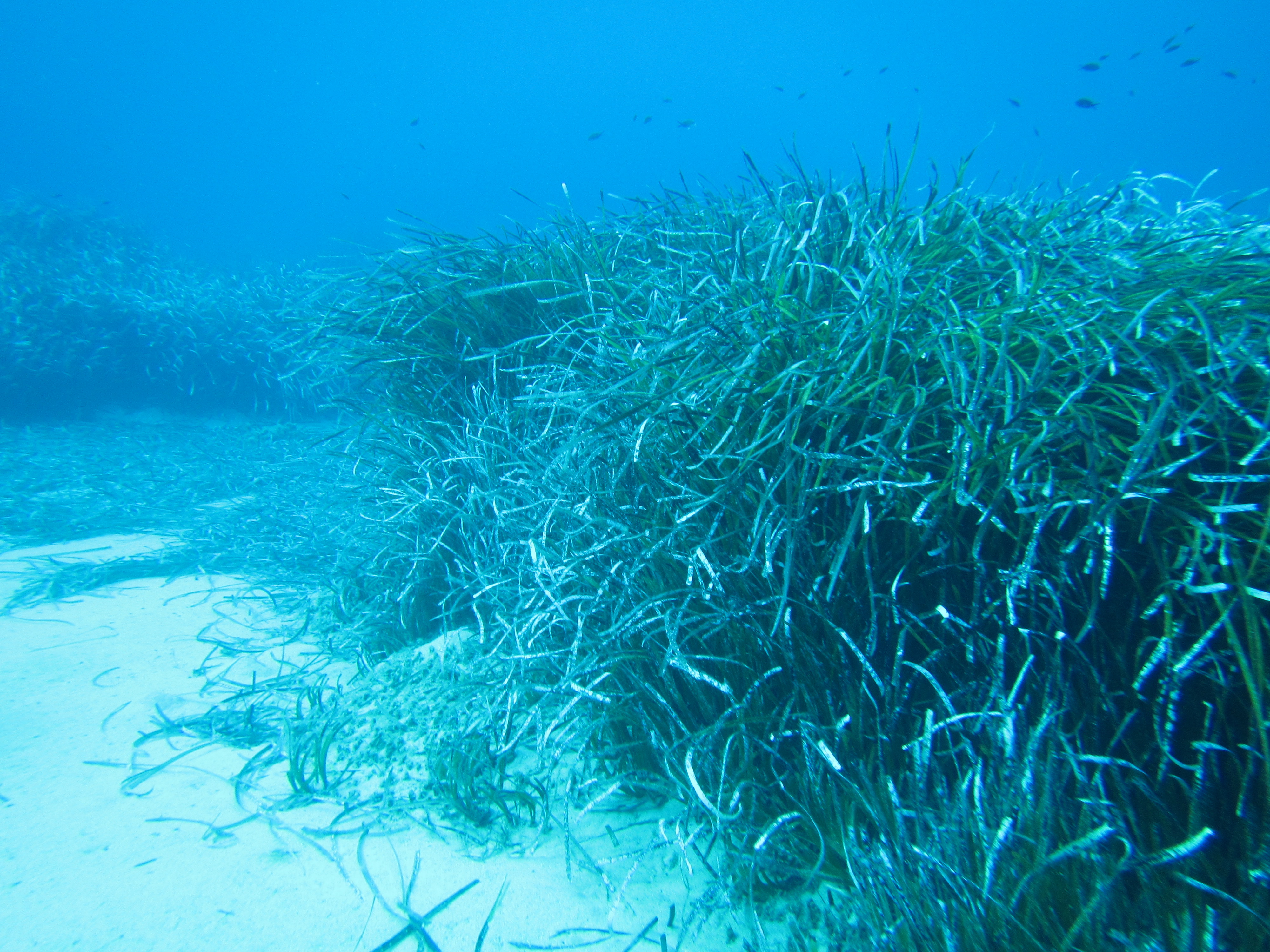 Prateria di Posidonia (habitat 1120)