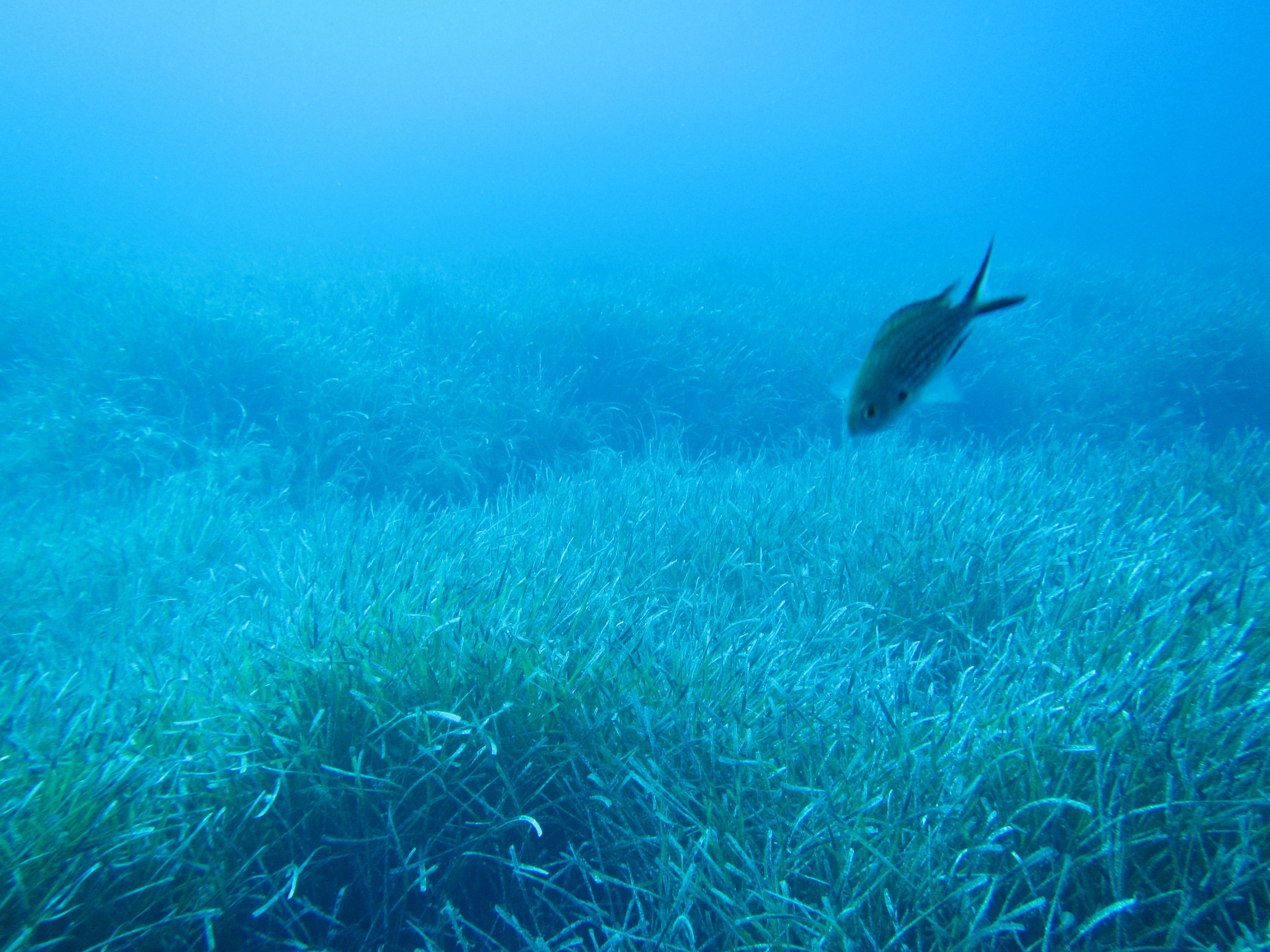 Prateria di Posidonia (habitat 1120)