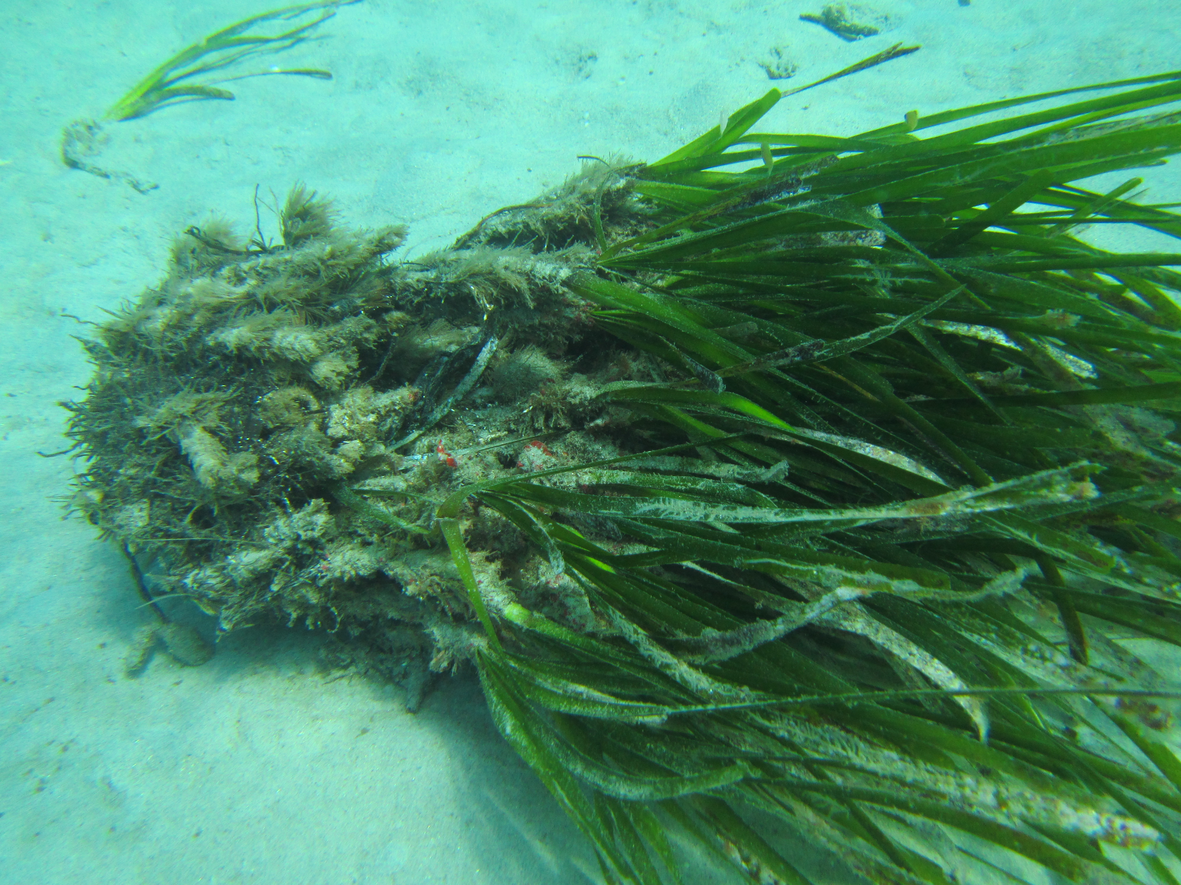 Zolla di rizomi di Posidonia oceanica