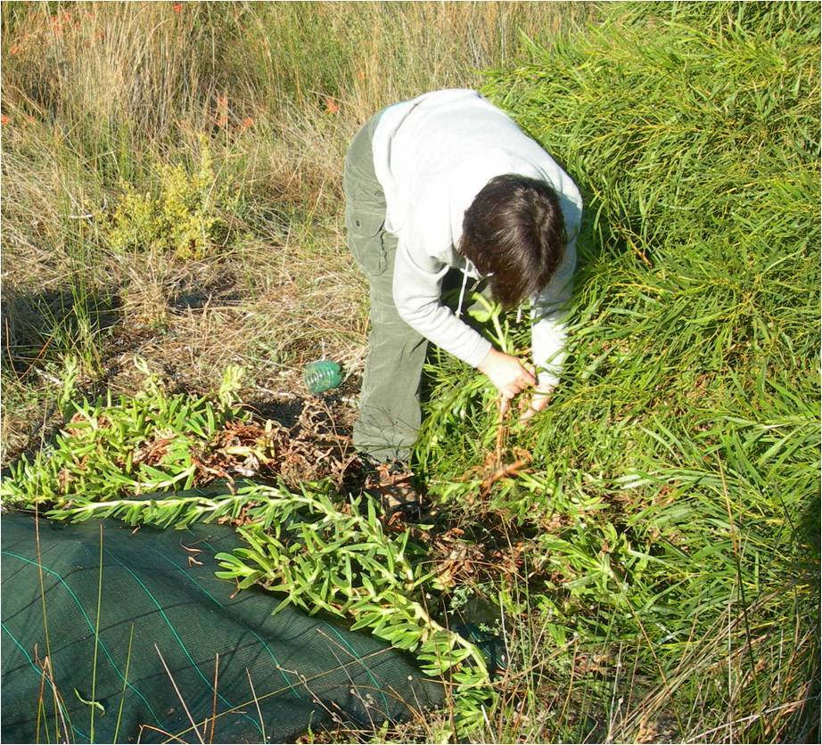 Fico degli Ottentotti