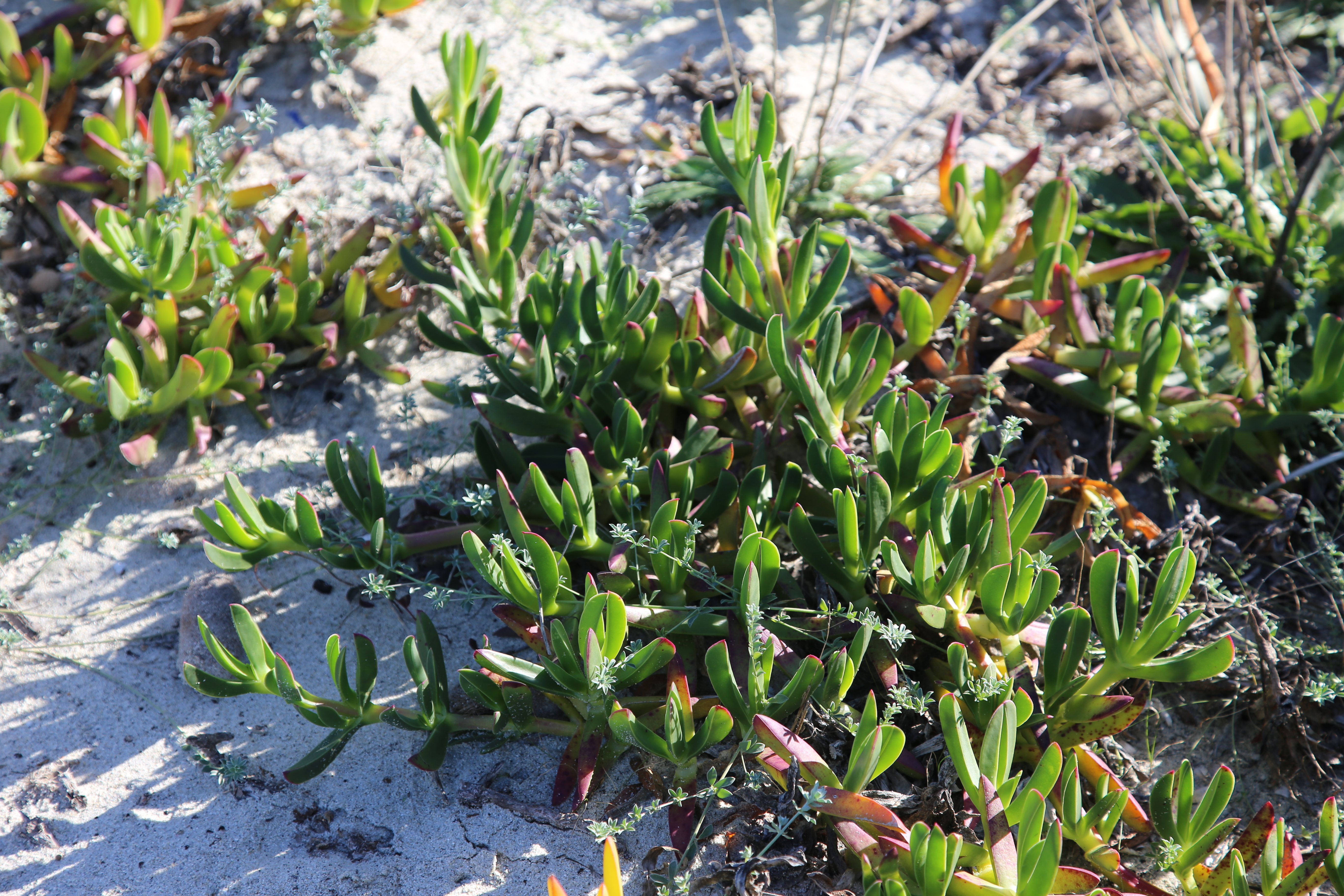 Fico degli Ottentotti (foto di Karel)