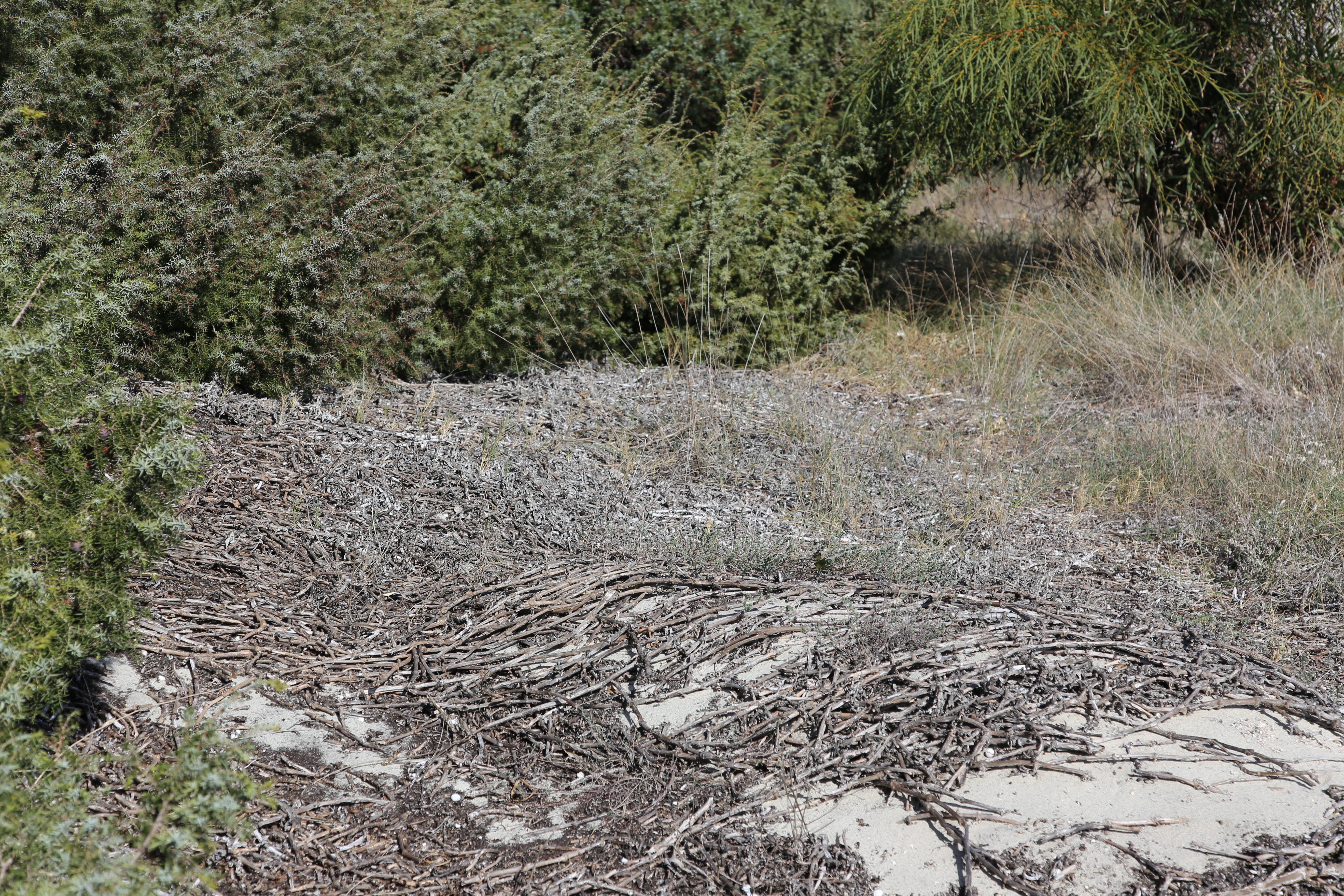 Fico degli Ottentotti (foto di Karel)