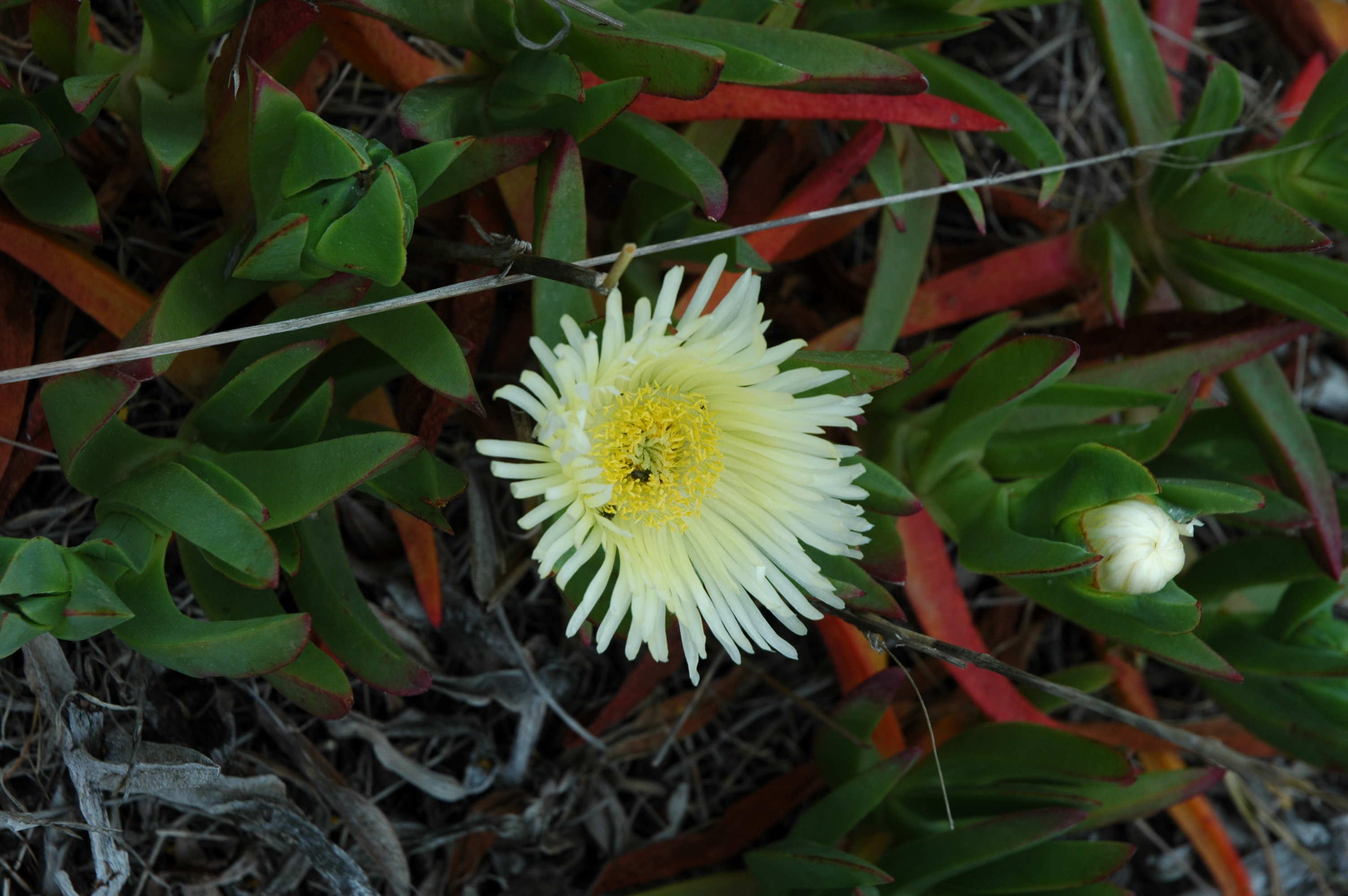 Fico degli Ottentotti (foto di Karel)