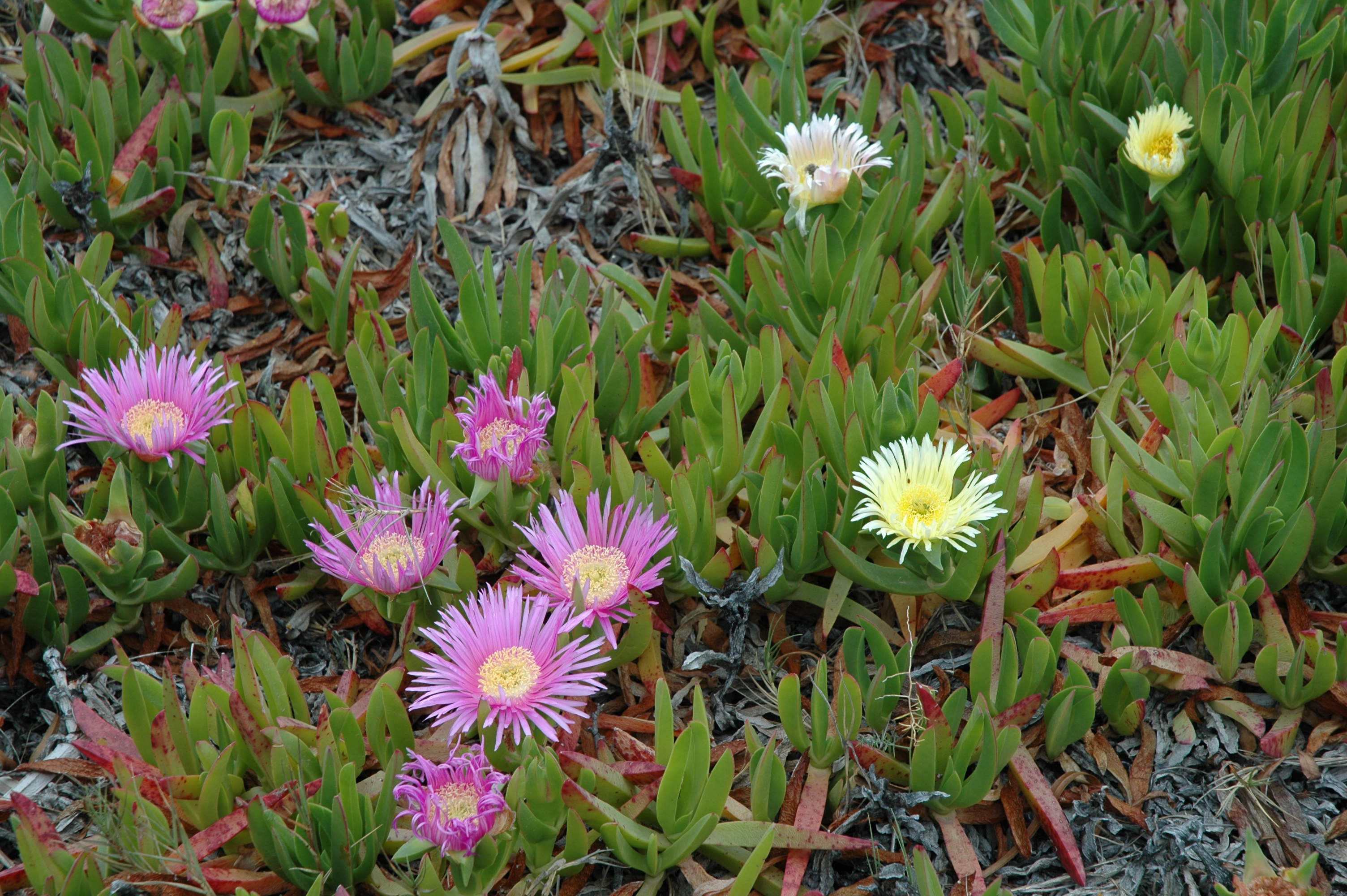 Fico degli Ottentotti (foto di Karel)