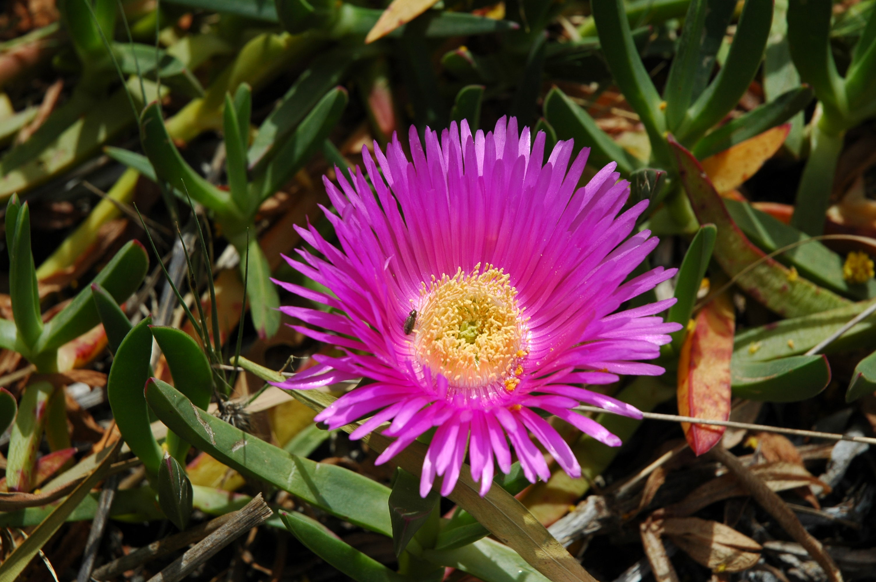 Fico degli Ottentotti (foto di Karel)