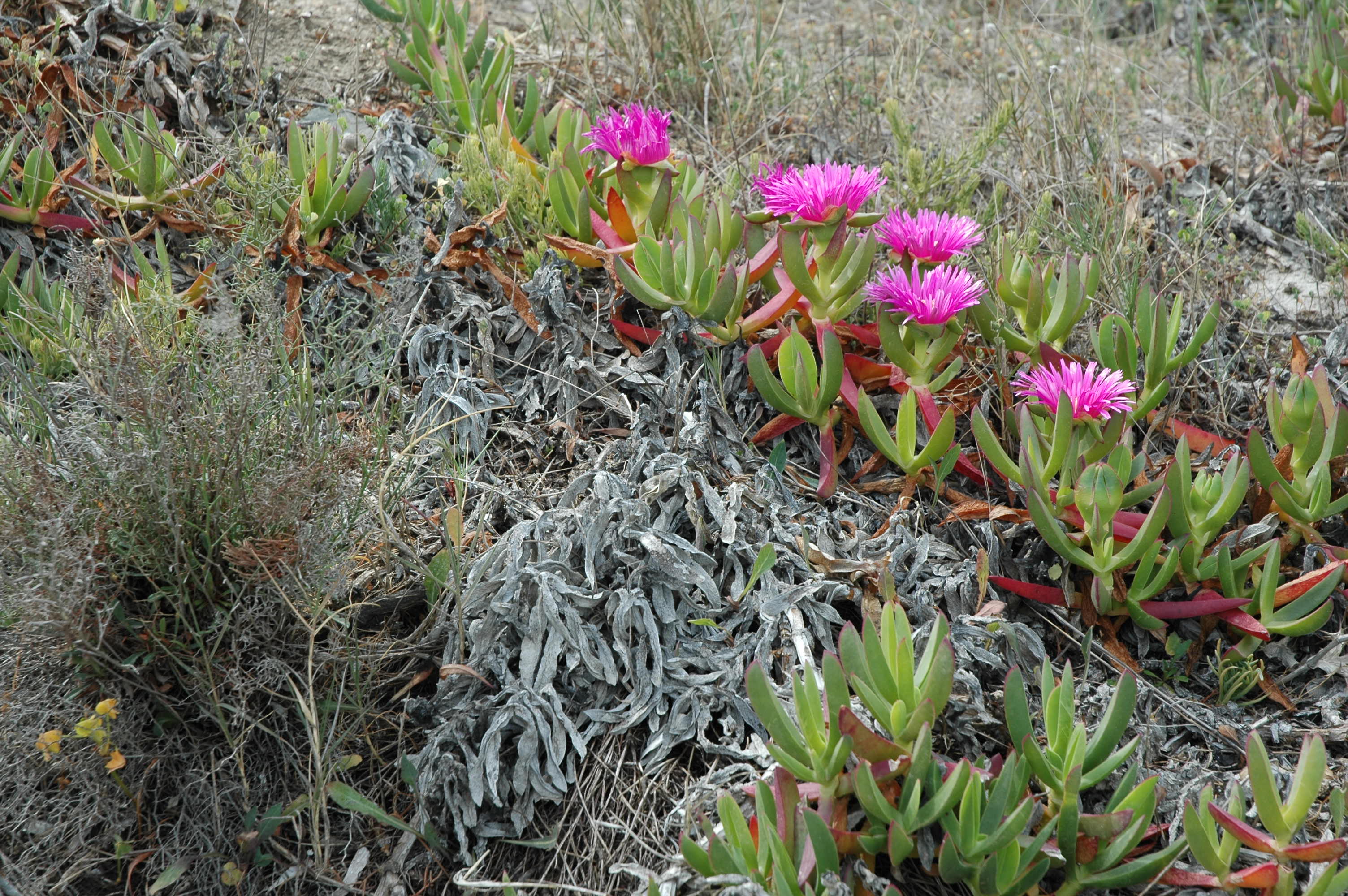 Fico degli Ottentotti (foto di Karel)