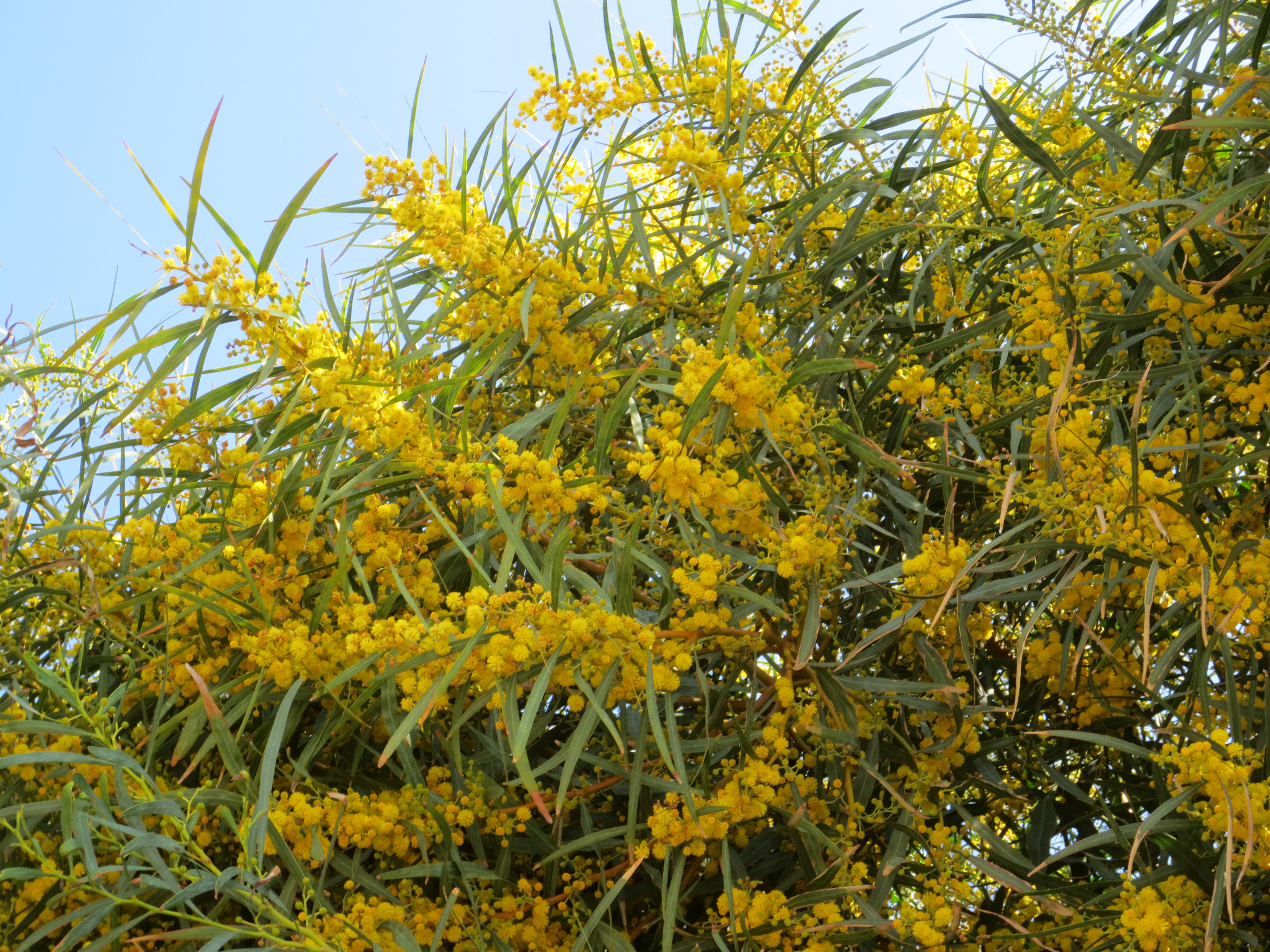 Acacia saligna