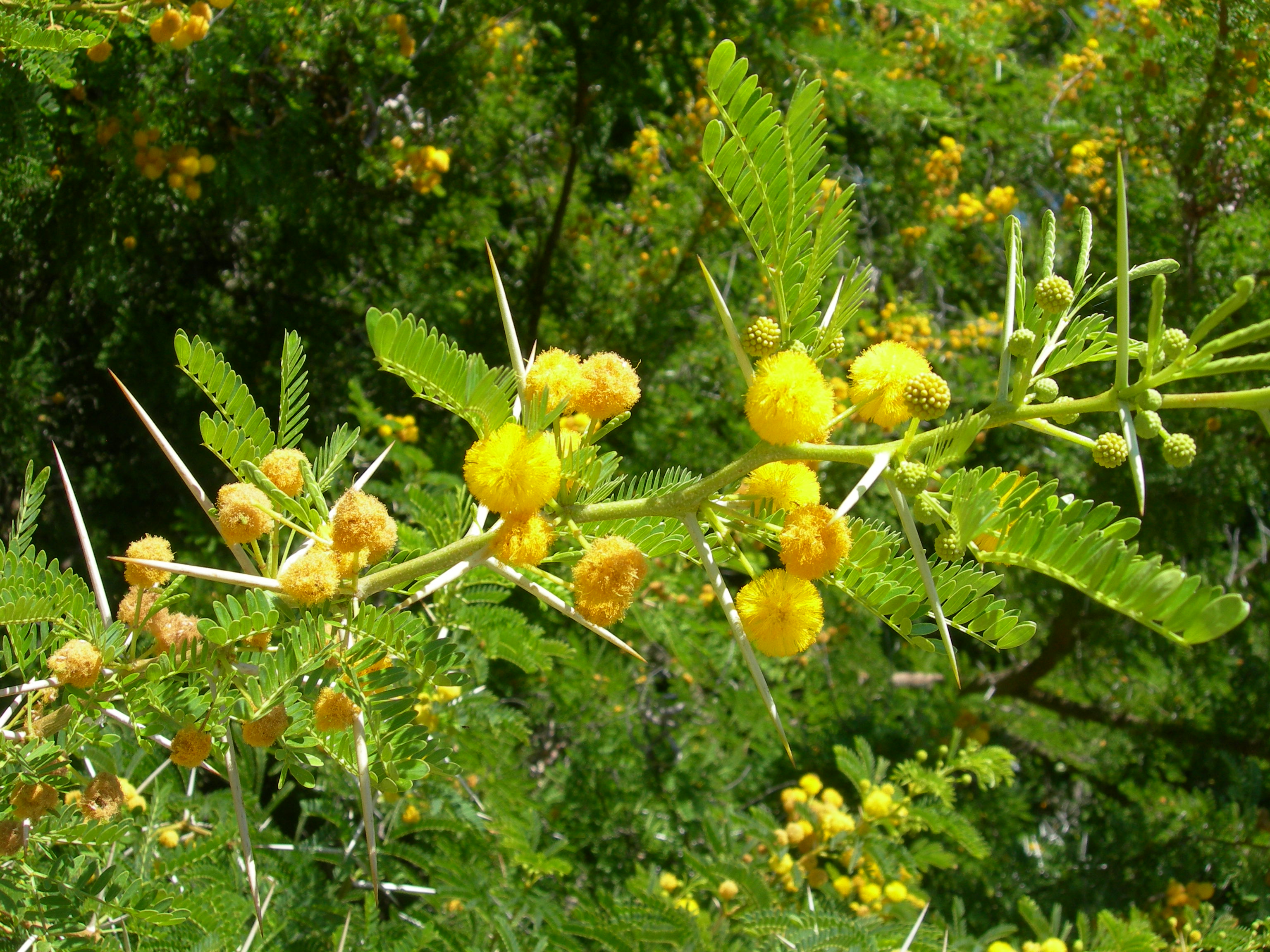 Mimosa orrida