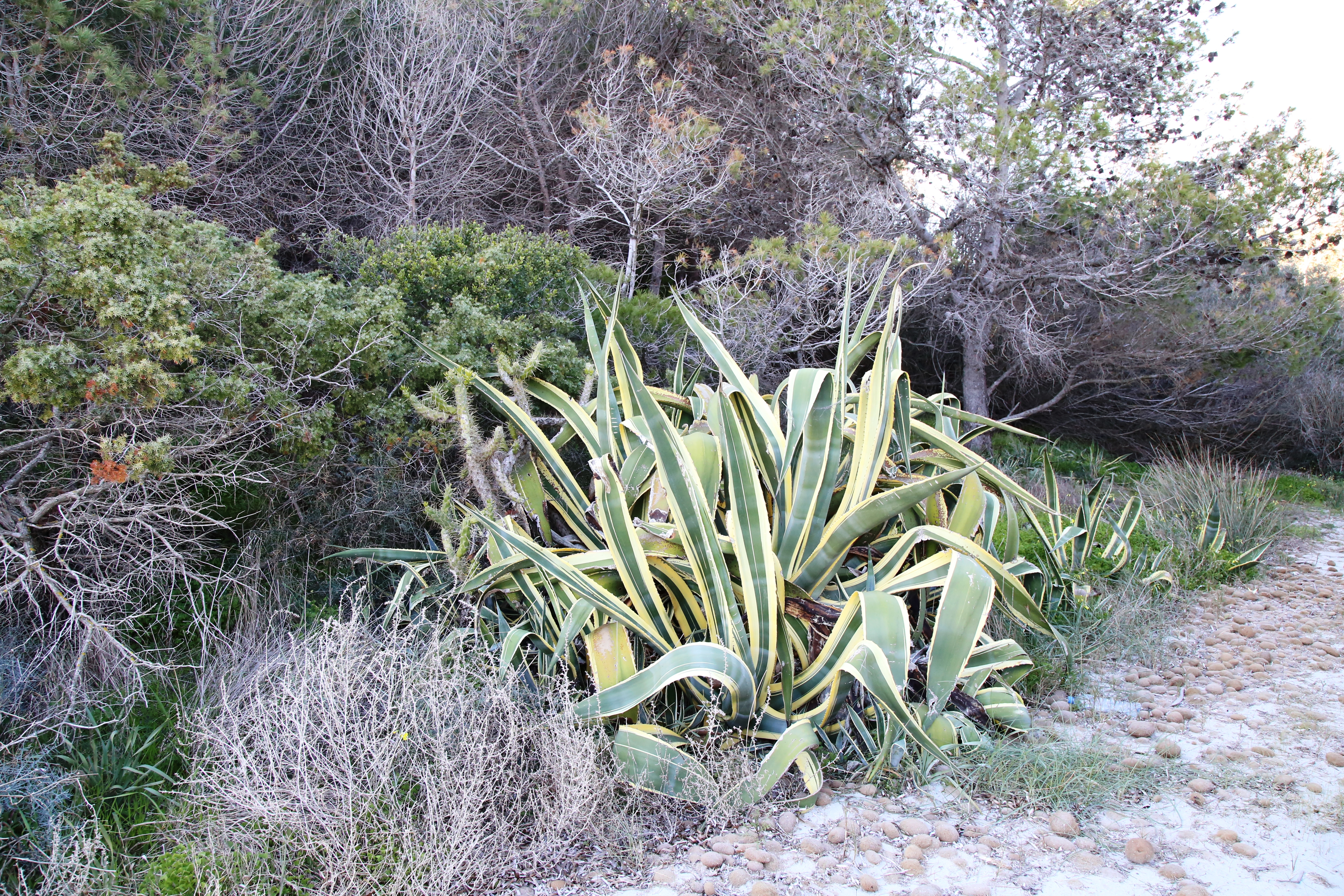 Agave