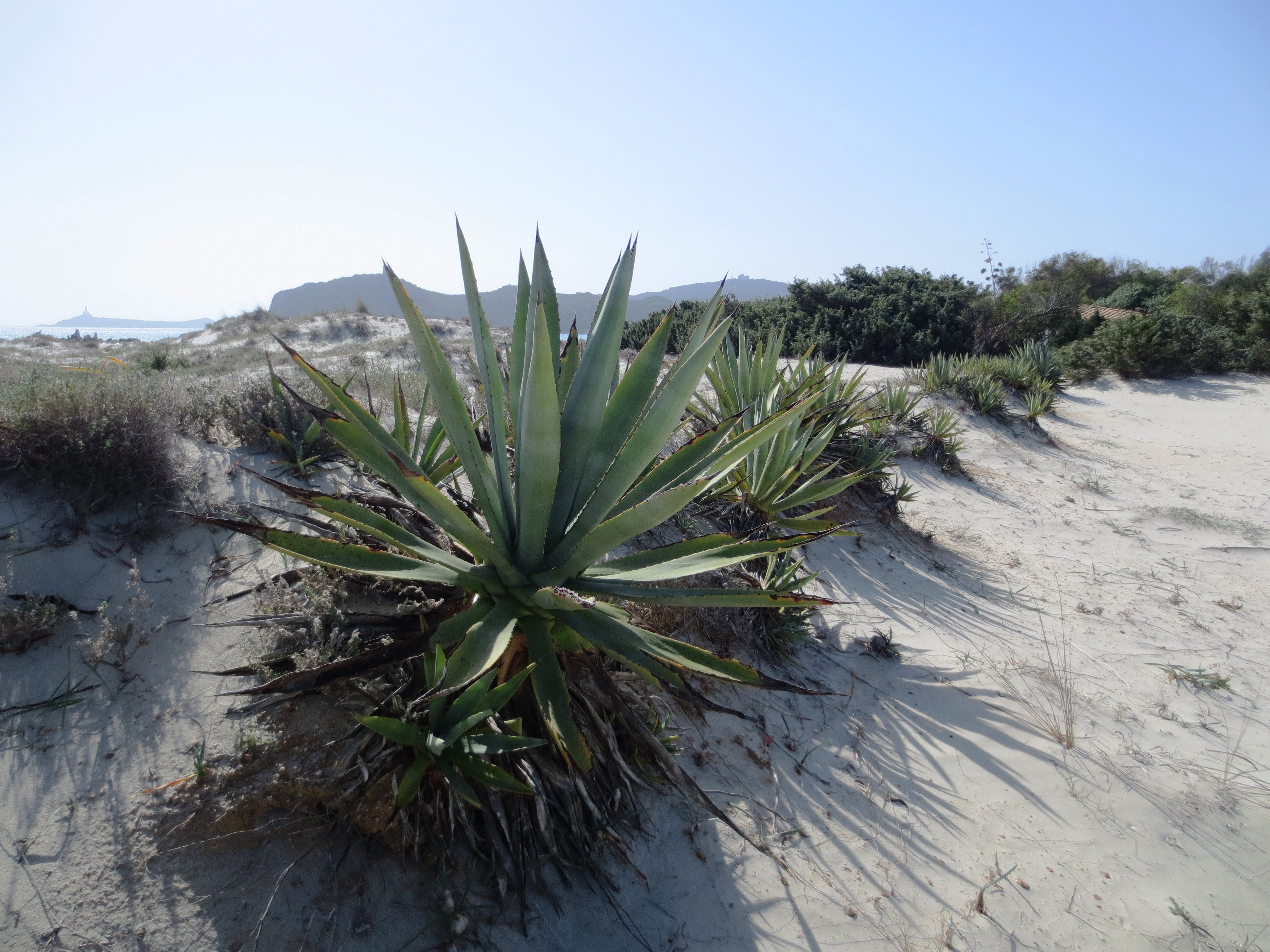 Agave
