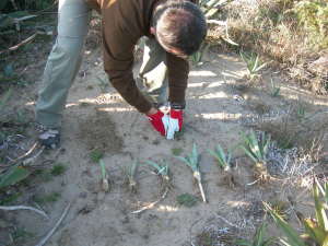 eradicazione di individui giovani