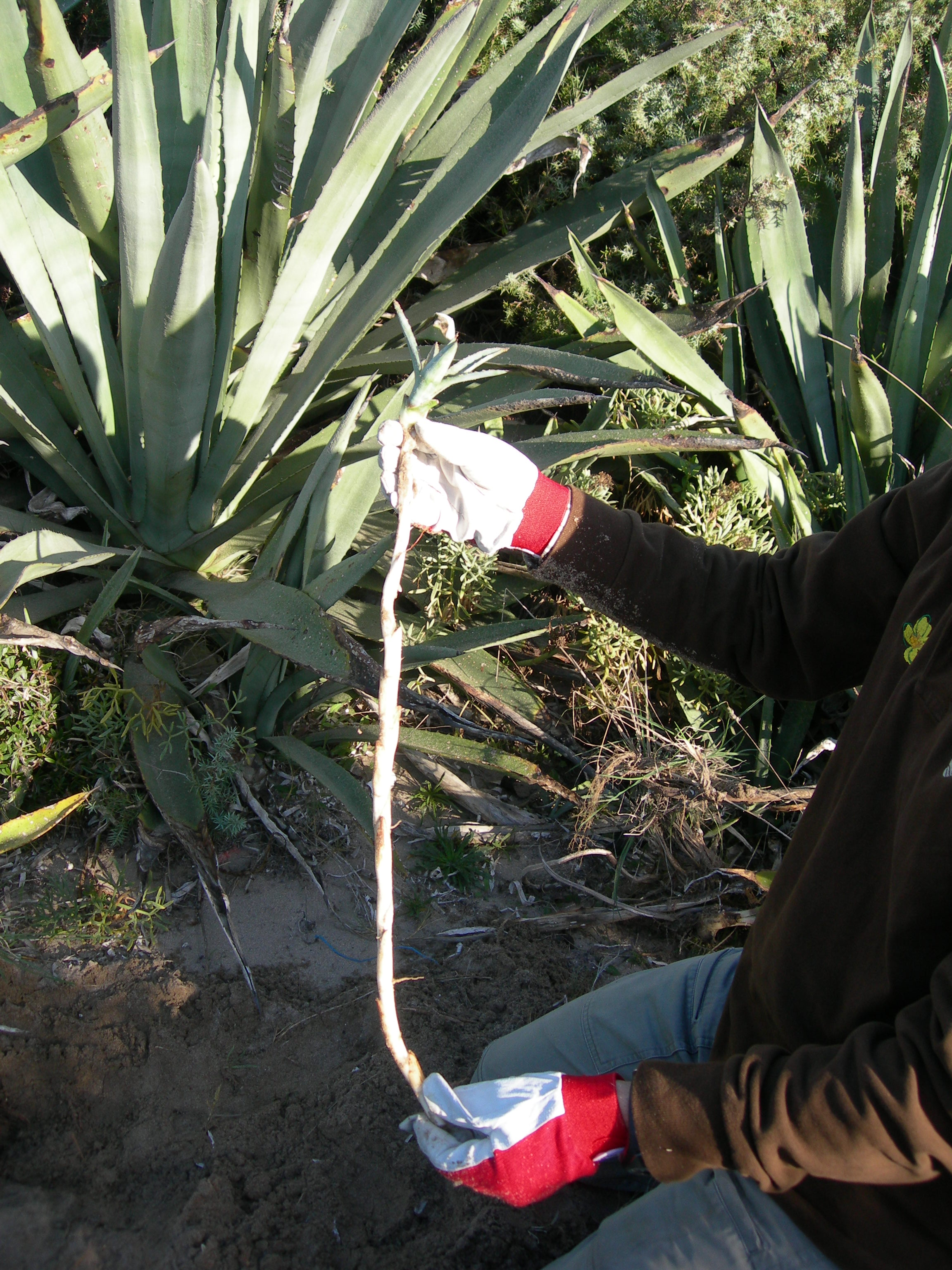 Agave