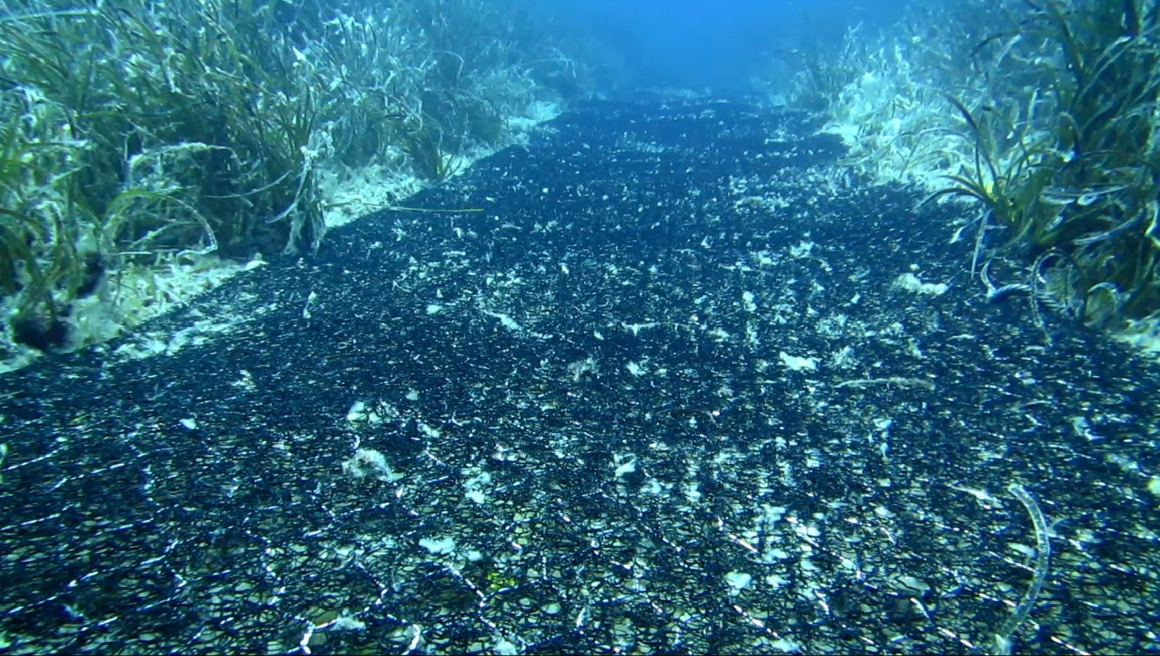 Posizionamento di geostuoie nelle aree degradate della Prateria di Posidonia oceanica