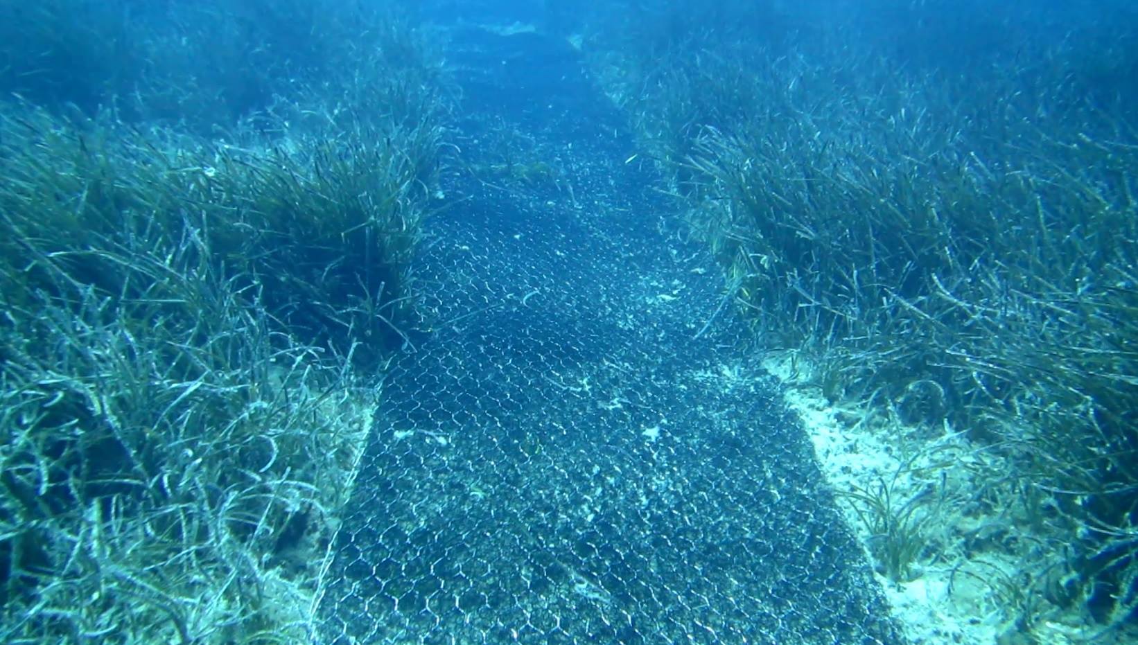 Posizionamento di geostuoie nelle aree degradate della Prateria di Posidonia oceanica