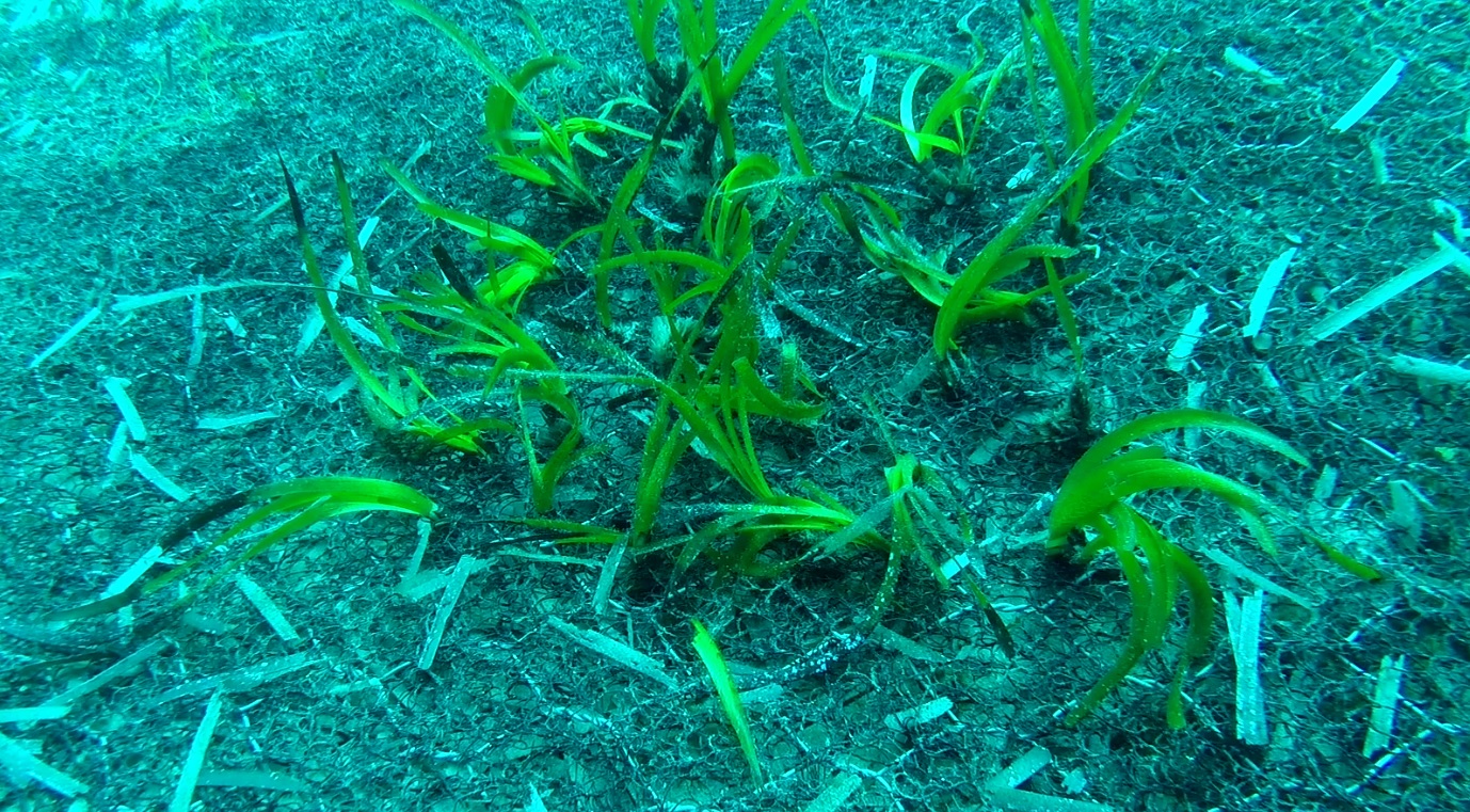 Geostuoie piantumate con Posidonia oceanica
