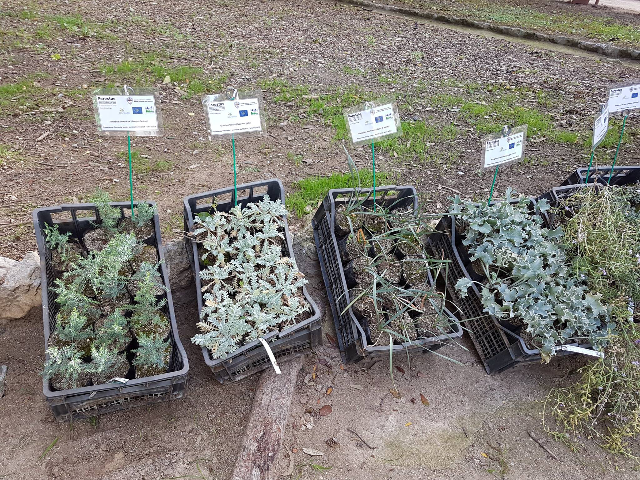 Piante autoctone esposte all'Orto Botanico