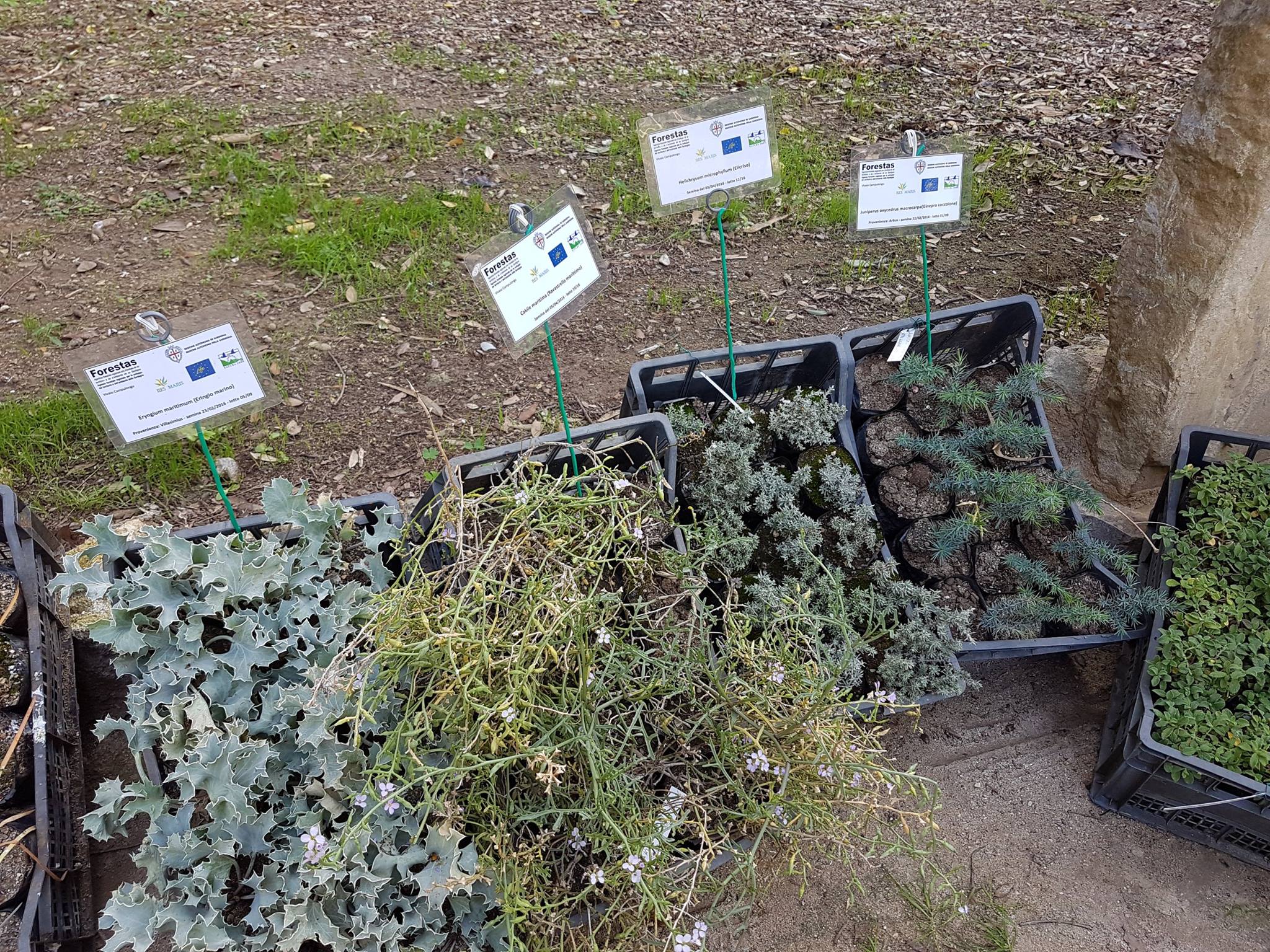 Piante autoctone esposte all'Orto Botanico