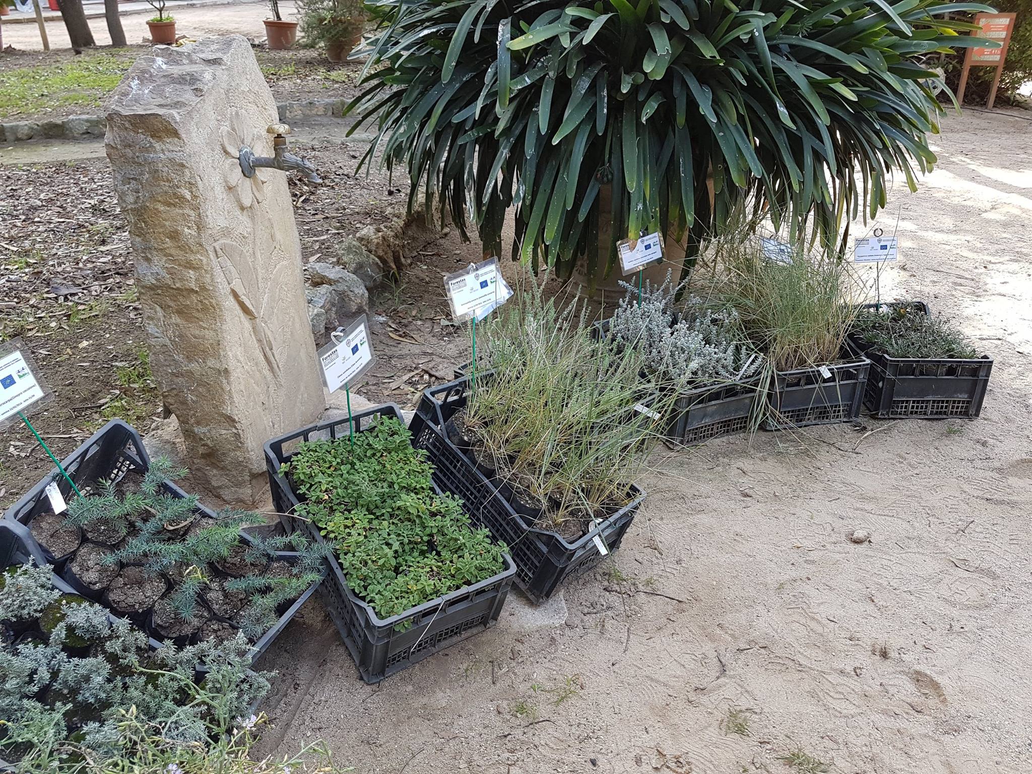 Piante autoctone esposte all'Orto Botanico