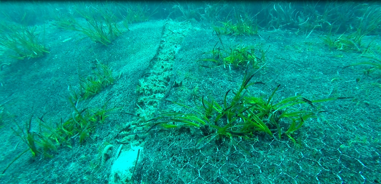 Geostuoie piantumate con Posidonia oceanica