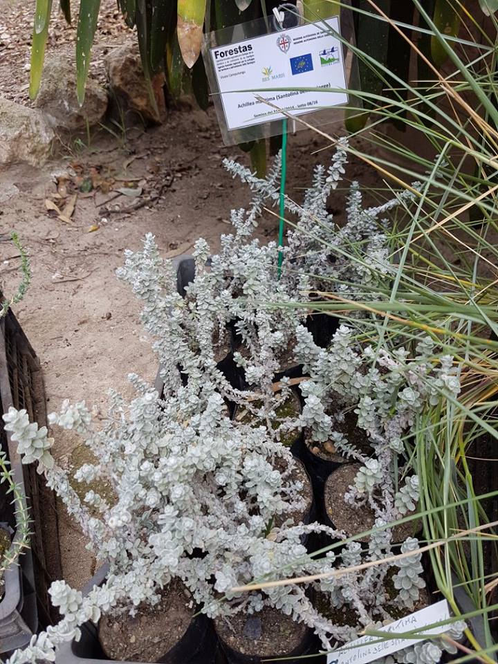 achillea-maritima-l-ehrend-y-p-guo-subsp-maritima-santolina-delle-spiagge