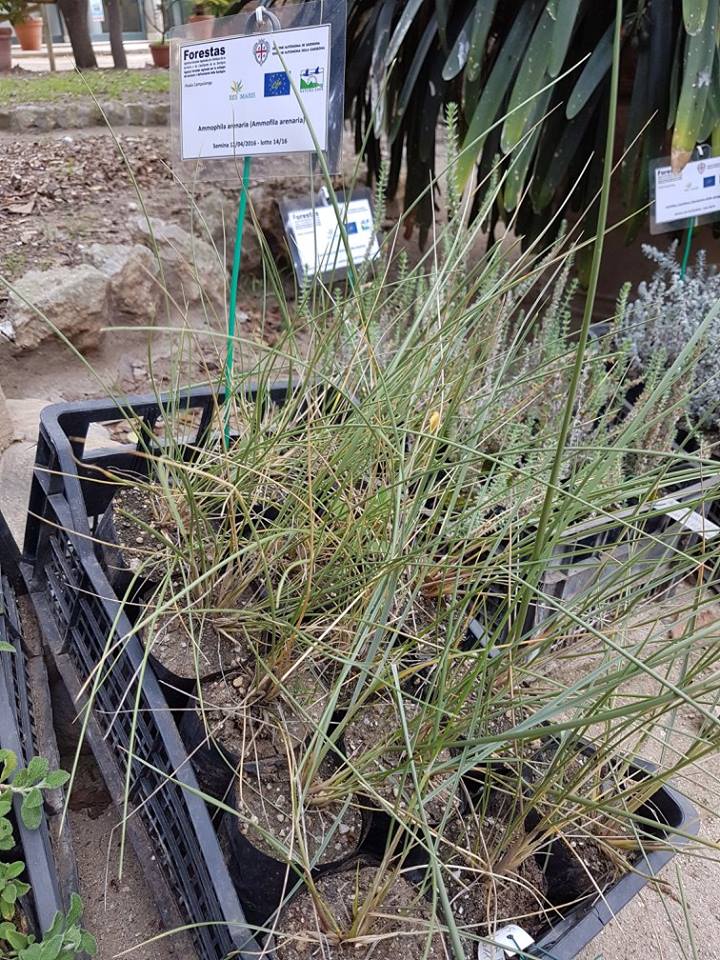 ammophila-arenaria-subsp-arundinacea-h-lindb-ammofila-arenaria