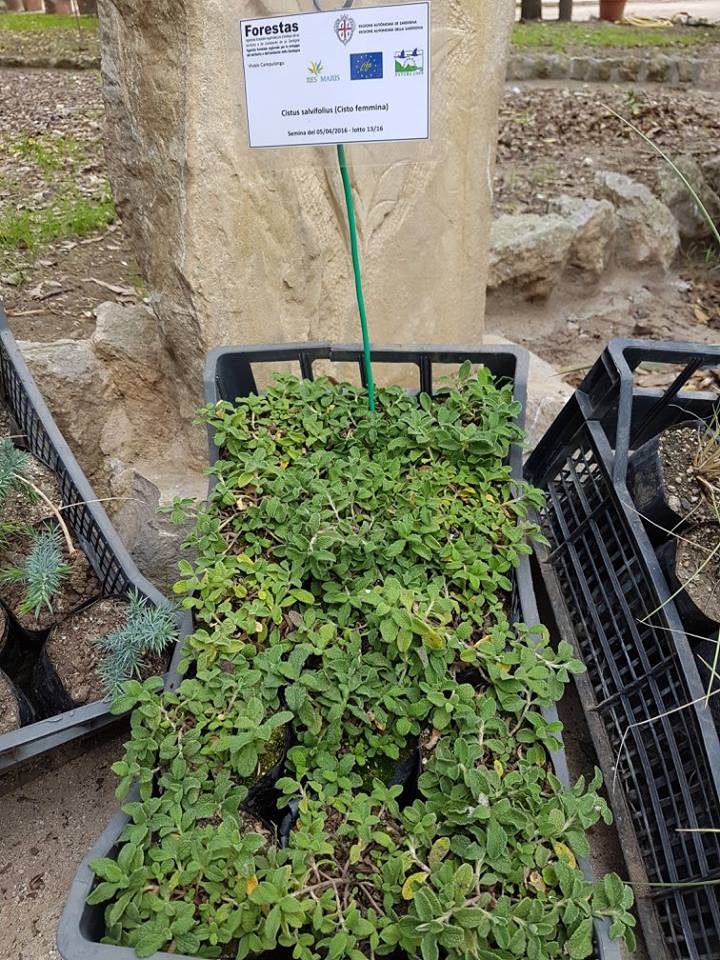 cistus-salviifolius-l-cisto-femmina