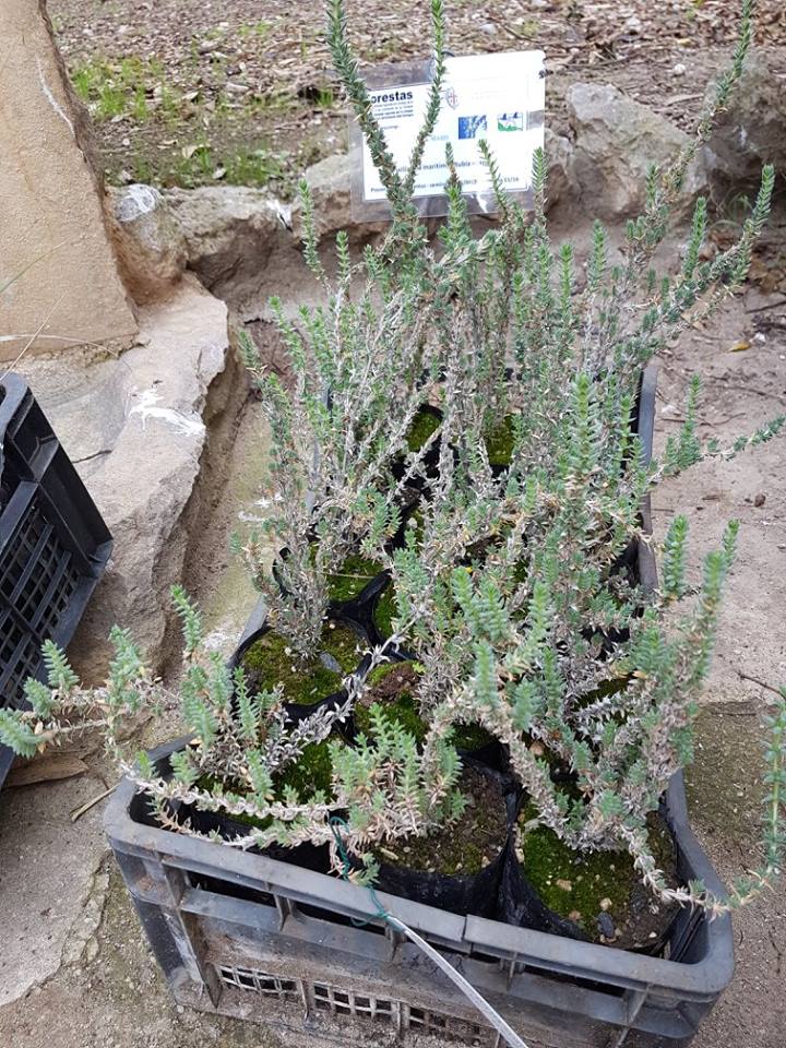 crucianella-maritima-l-rubia-marina