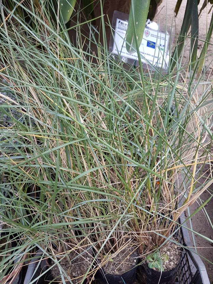 elytrigia-juncea-l-nevski-gramigna-delle-spiagge