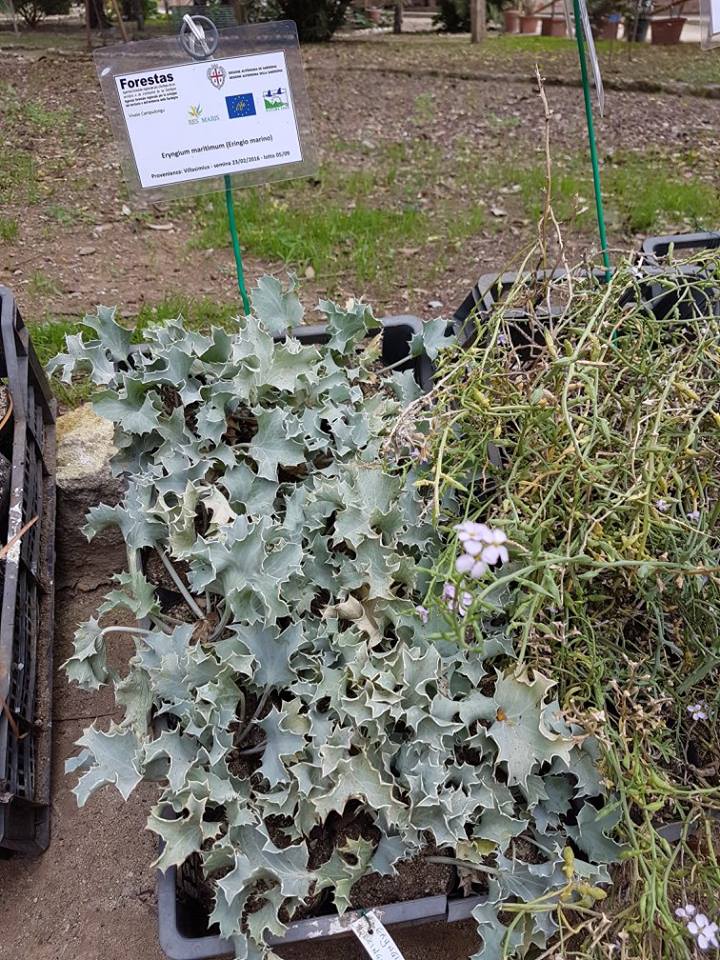 eryngium-maritimum-l-eringio-marino