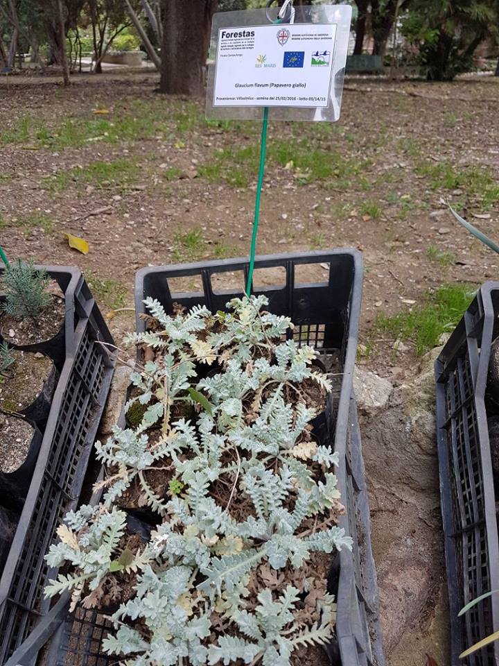 glaucium-flavum-crantz-papavero-giallo