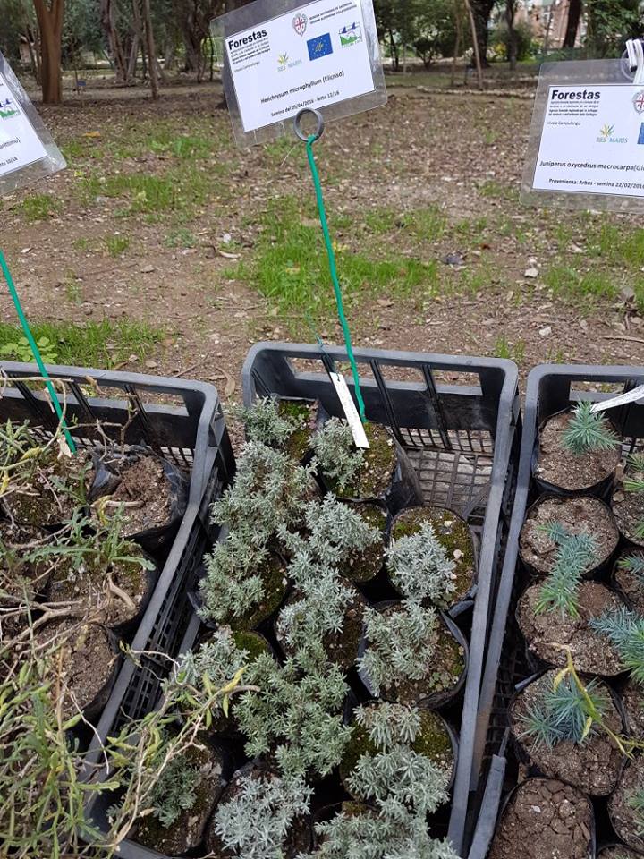 helicrysum-microphyllum-willd-camb-subsp-tyrrhenicum-bacch-brullo-giusso-elicriso