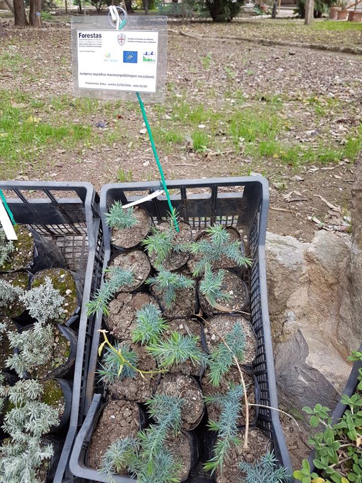 juniperus-macrocarpa-sm-ginepro-coccolone