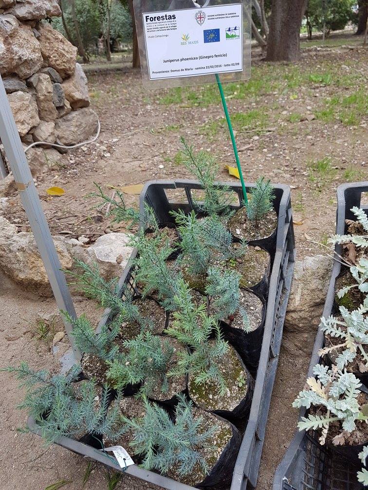 juniperus-phoenicea-l-subsp-turbinata-guss-nyman-ginepro-fenicio