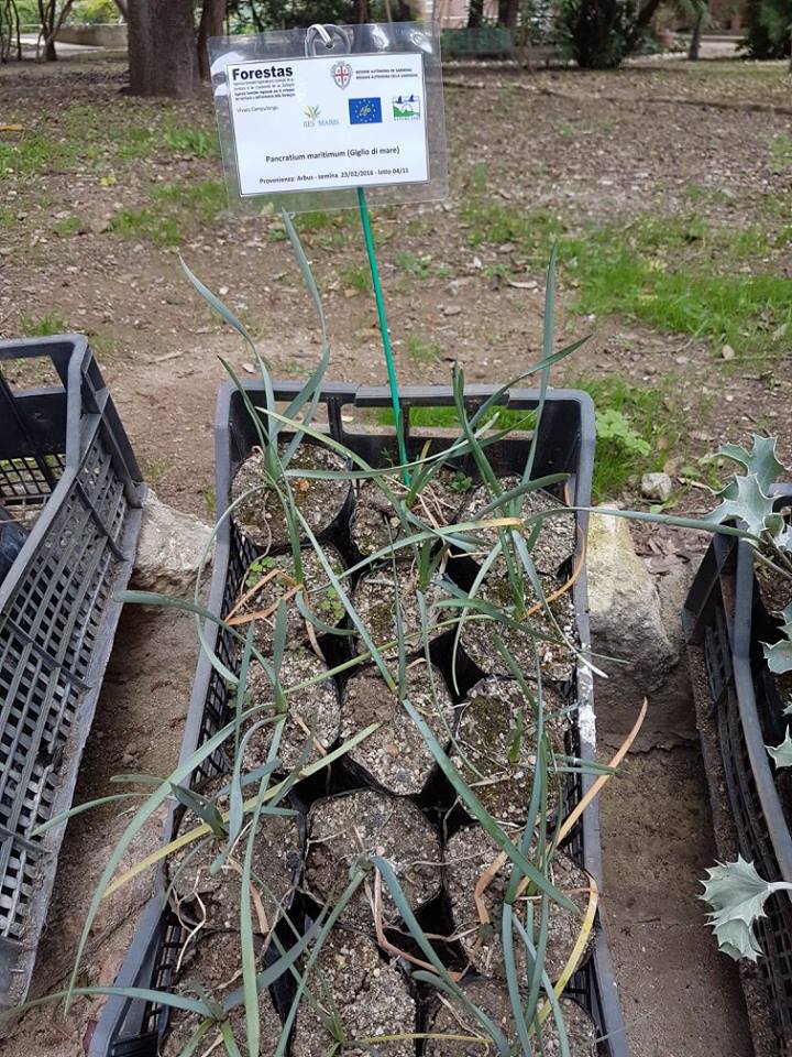 pancratium-maritimum-giglio-di-mare