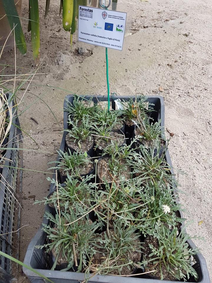 pycnocomon-rutifolium-vahl-hoffmanns-link-vedovina-a-foglia-di-ruta