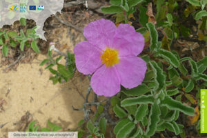 anteprima-screensaver-resmaris