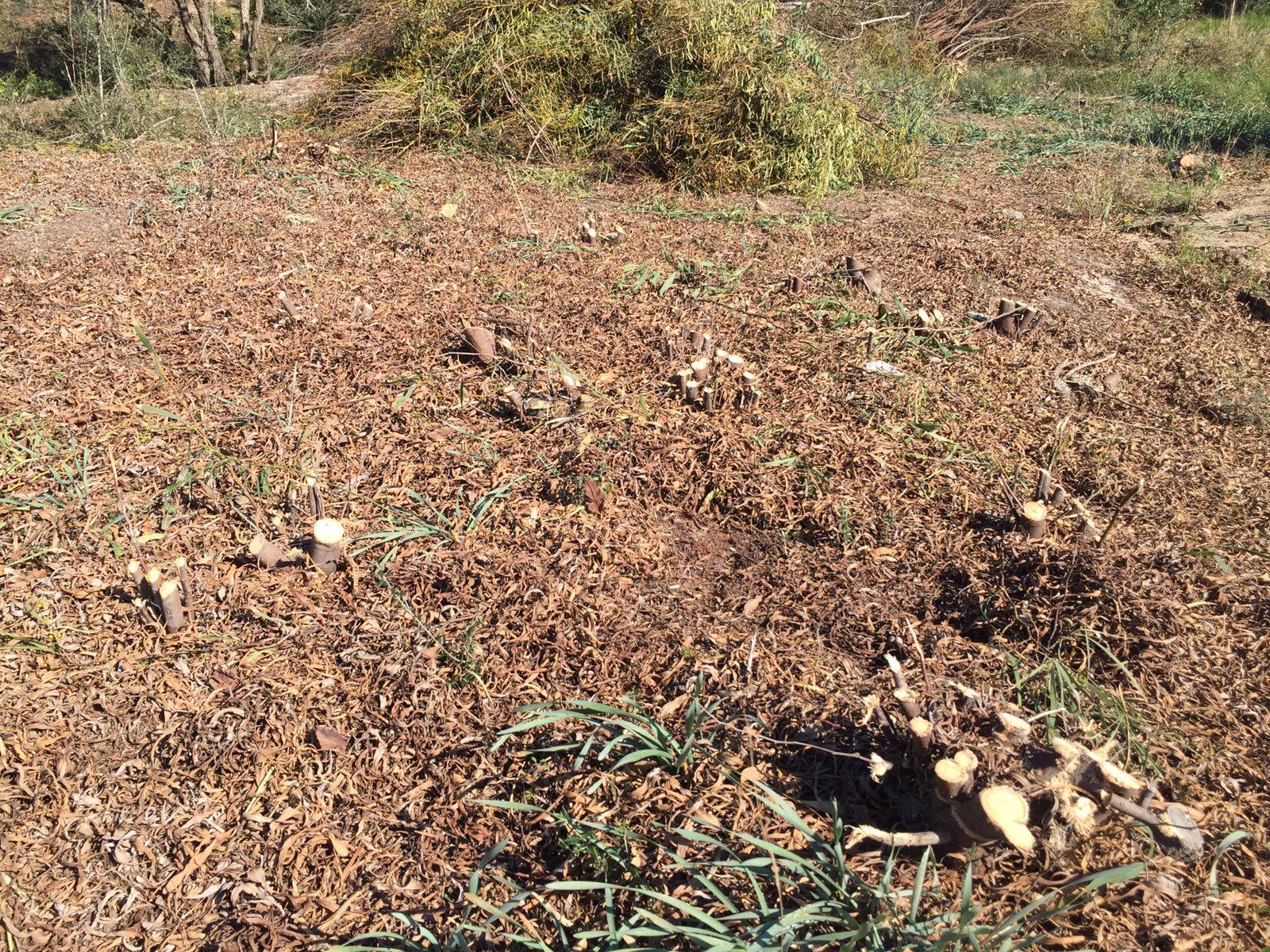 Interventi di controllo e/o eradicazione specie alloctone invasive