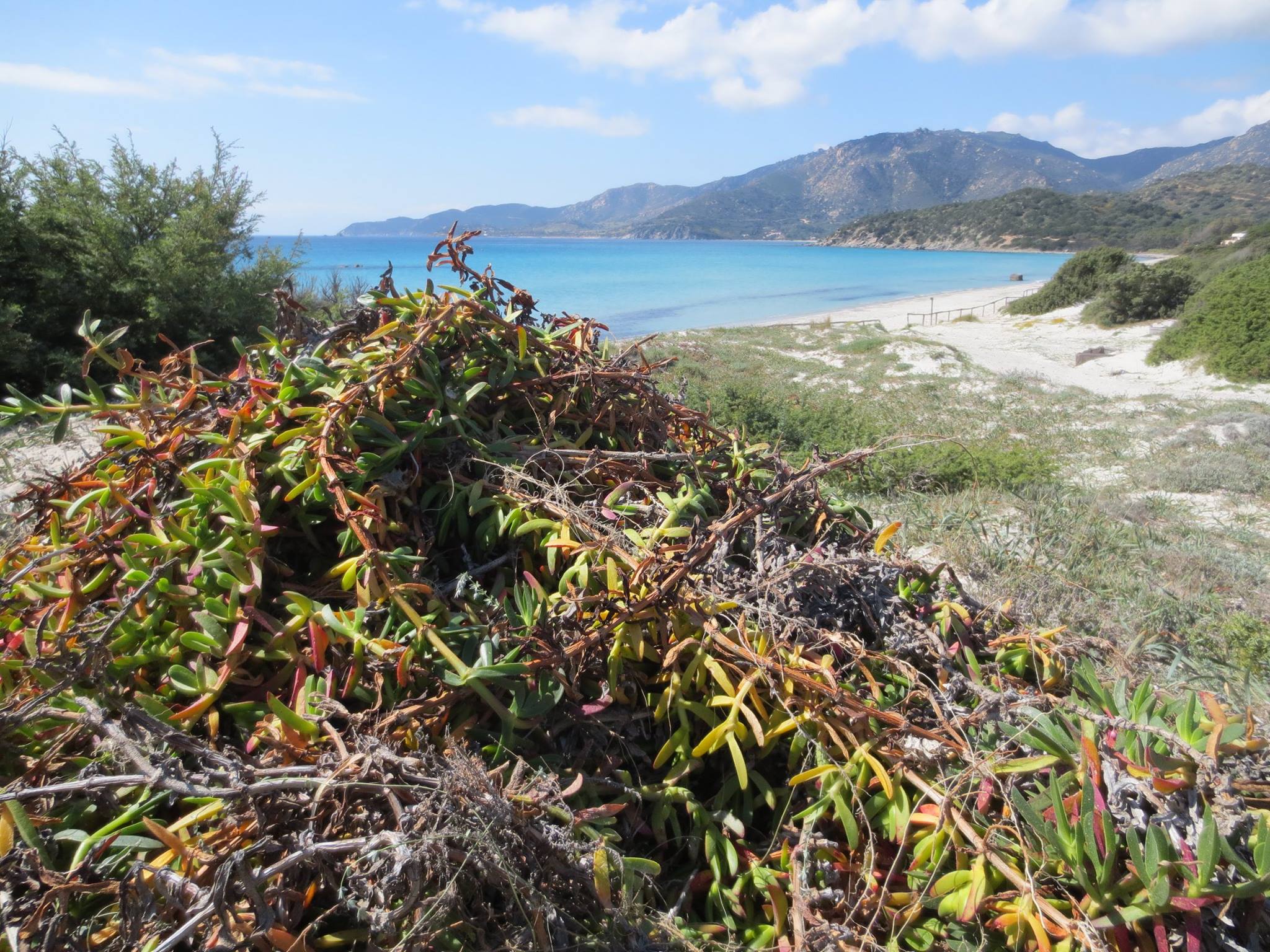 Interventi di controllo e/o eradicazione specie alloctone invasive
