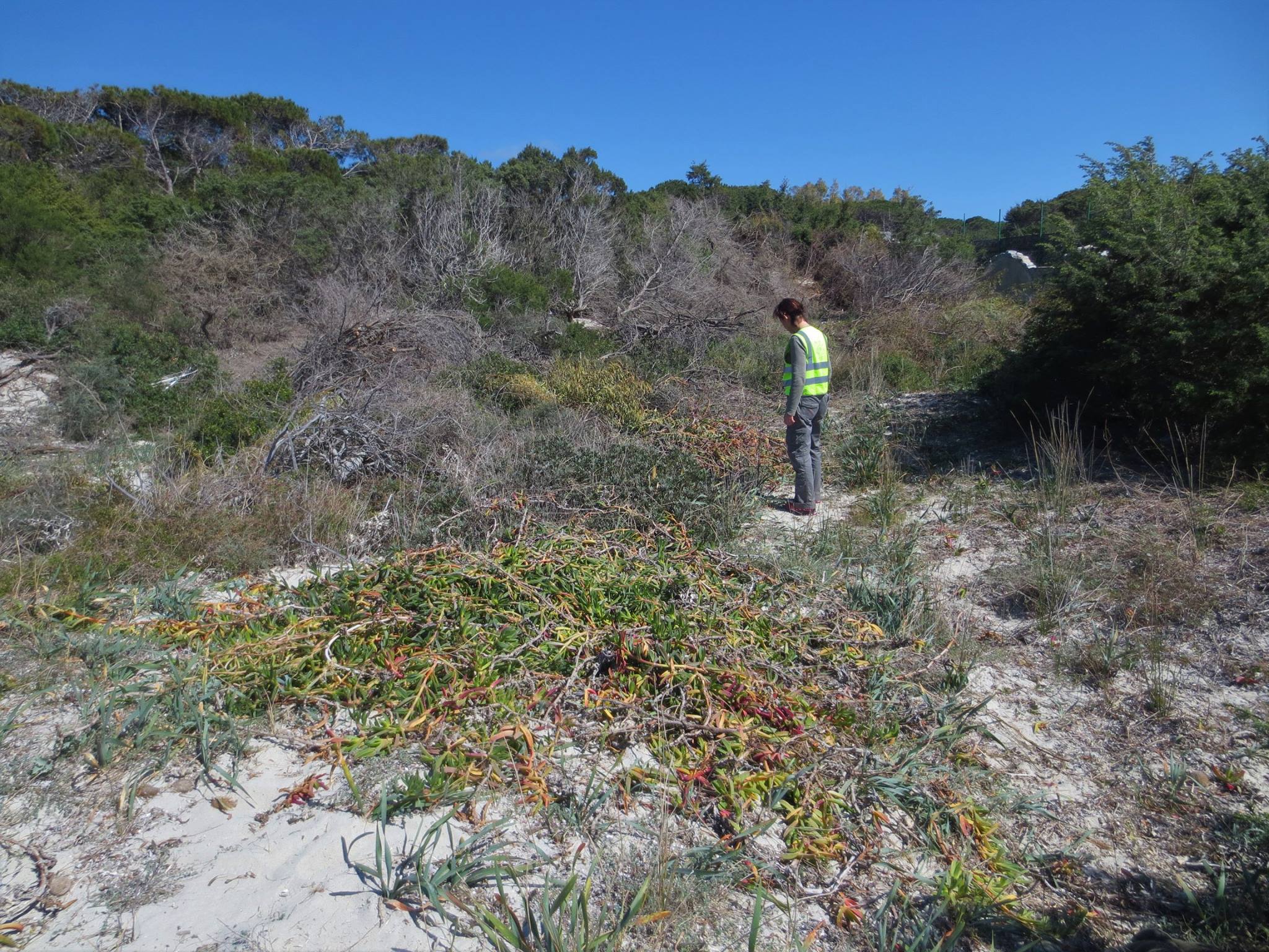 Monitoraggio efficacia interventi eradicazione