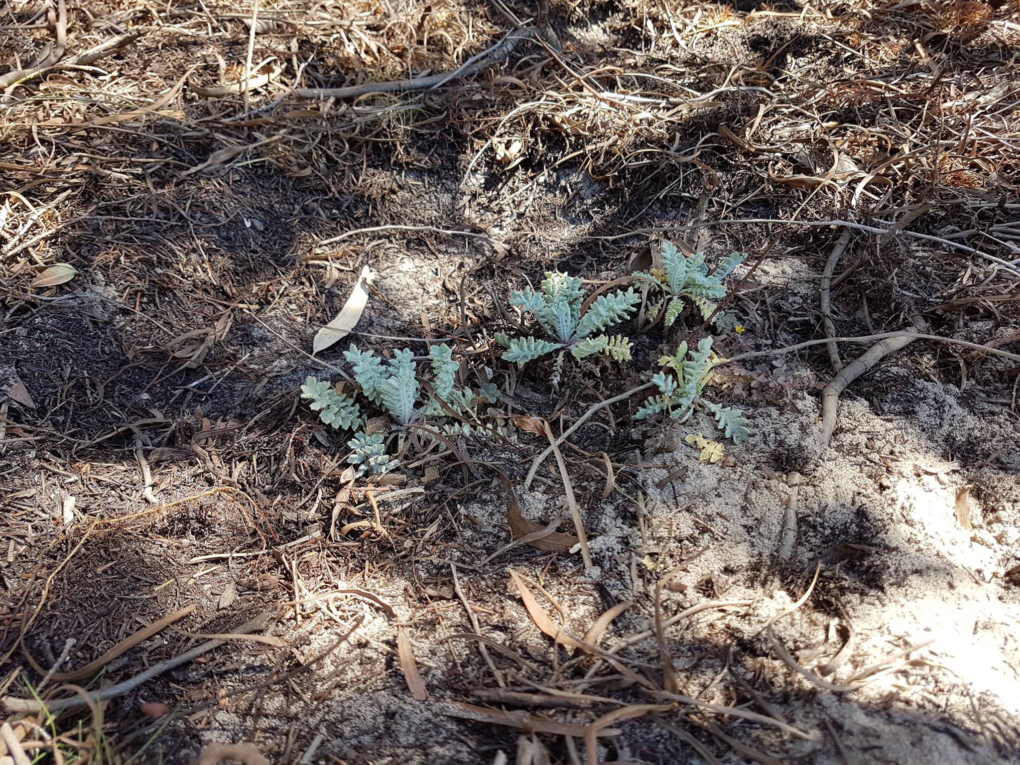 Glaucium flavum Crantz (Papavero giallo)